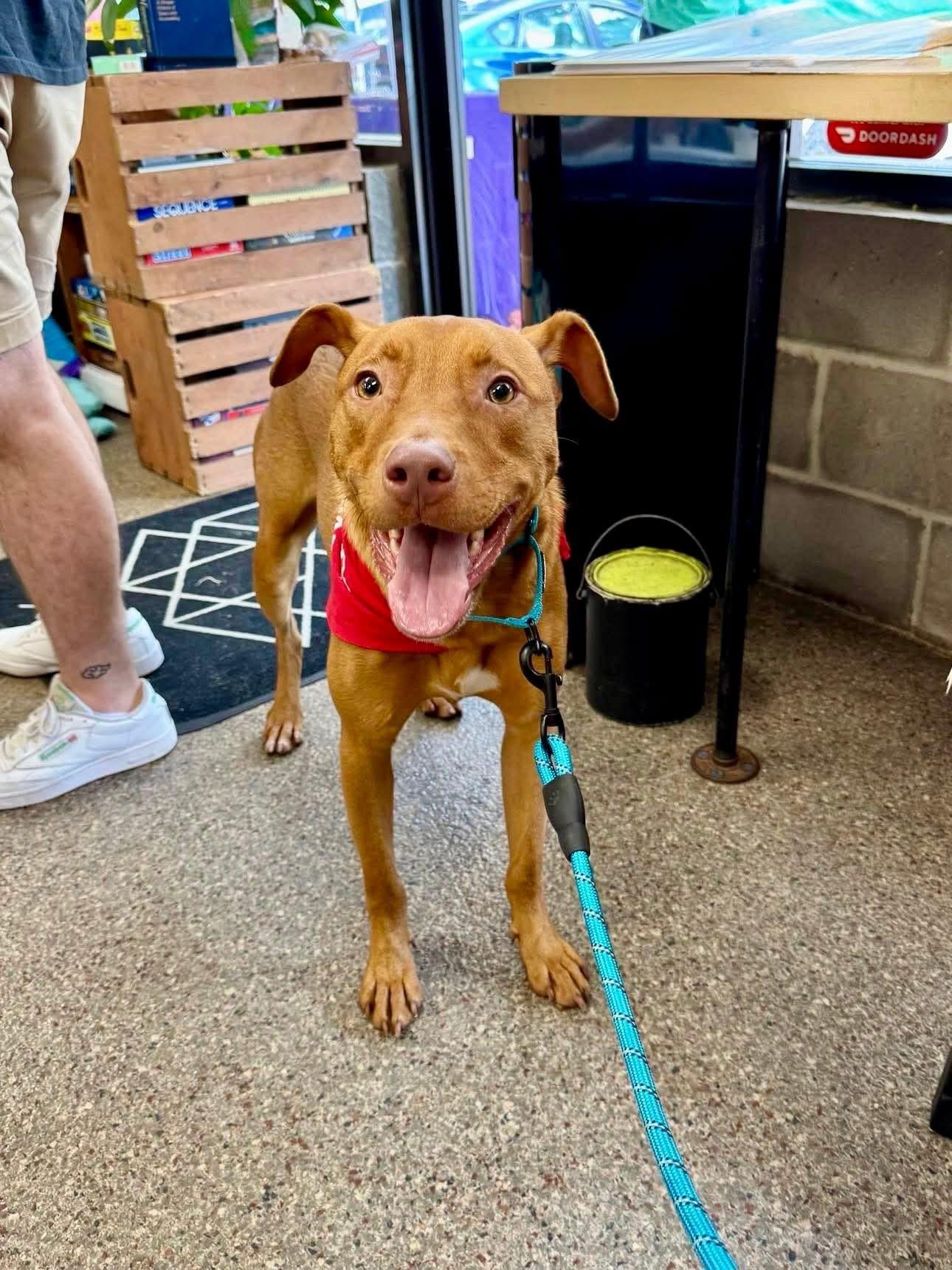 McGraw, a Adoptable mixed breed in richmond, ME image 6/6