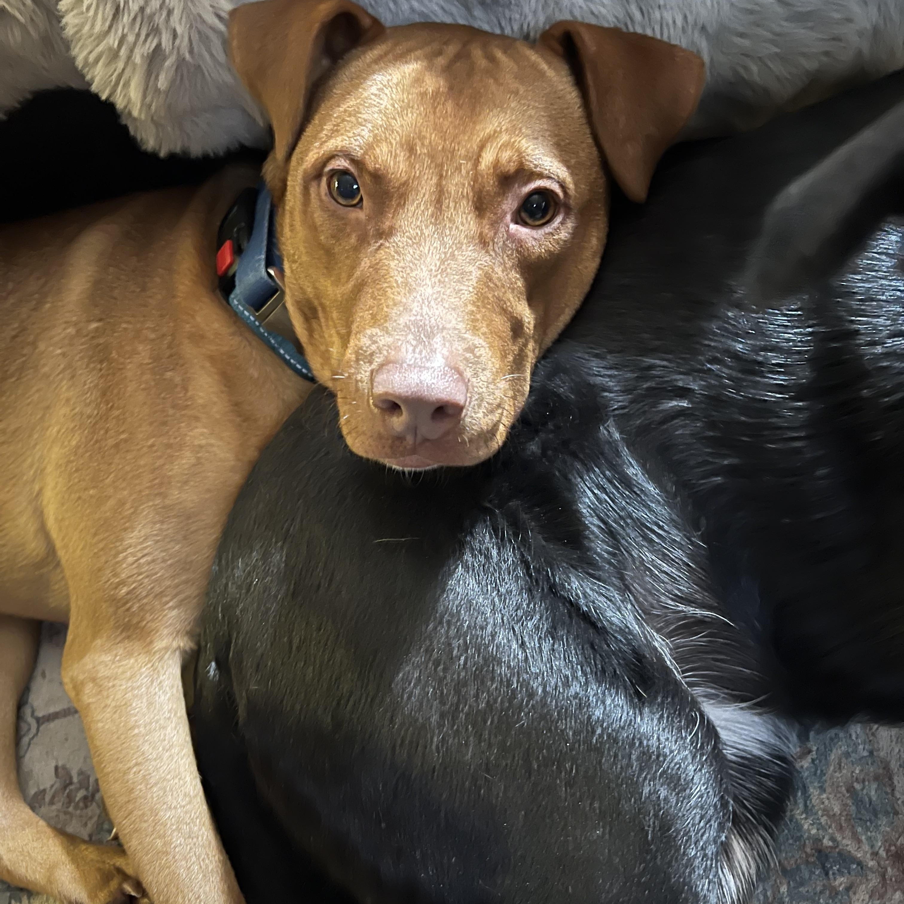 Enlarge McGraw, a Adoptable mixed breed in richmond, ME image 3/6