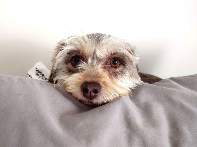 Georgie, Adopted, Adult Female Miniature Schnauzer.