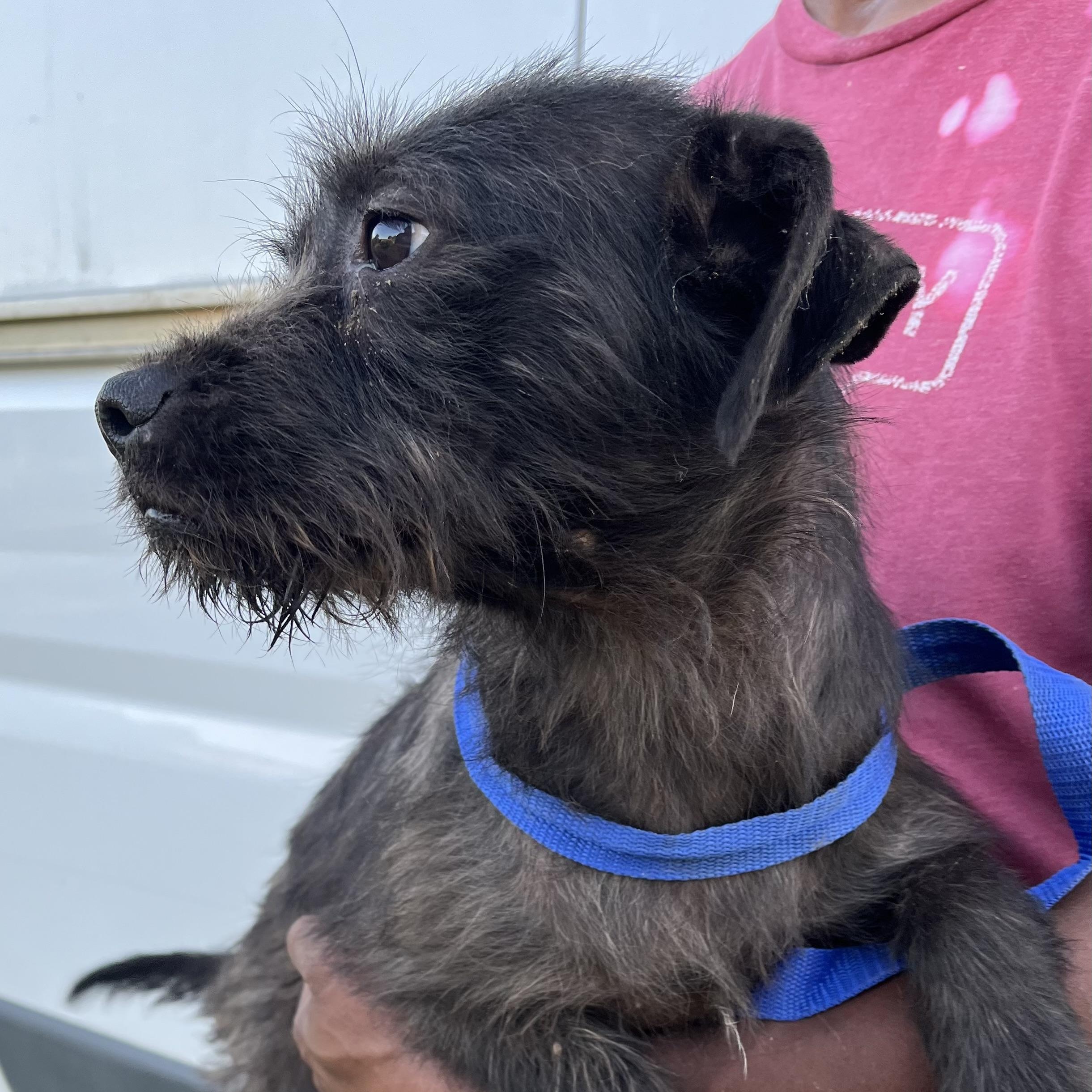 Enlarge Tuscaloosa - Local April 10-12, an adoptable mixed breed in North Smithfield, RI image 2/6