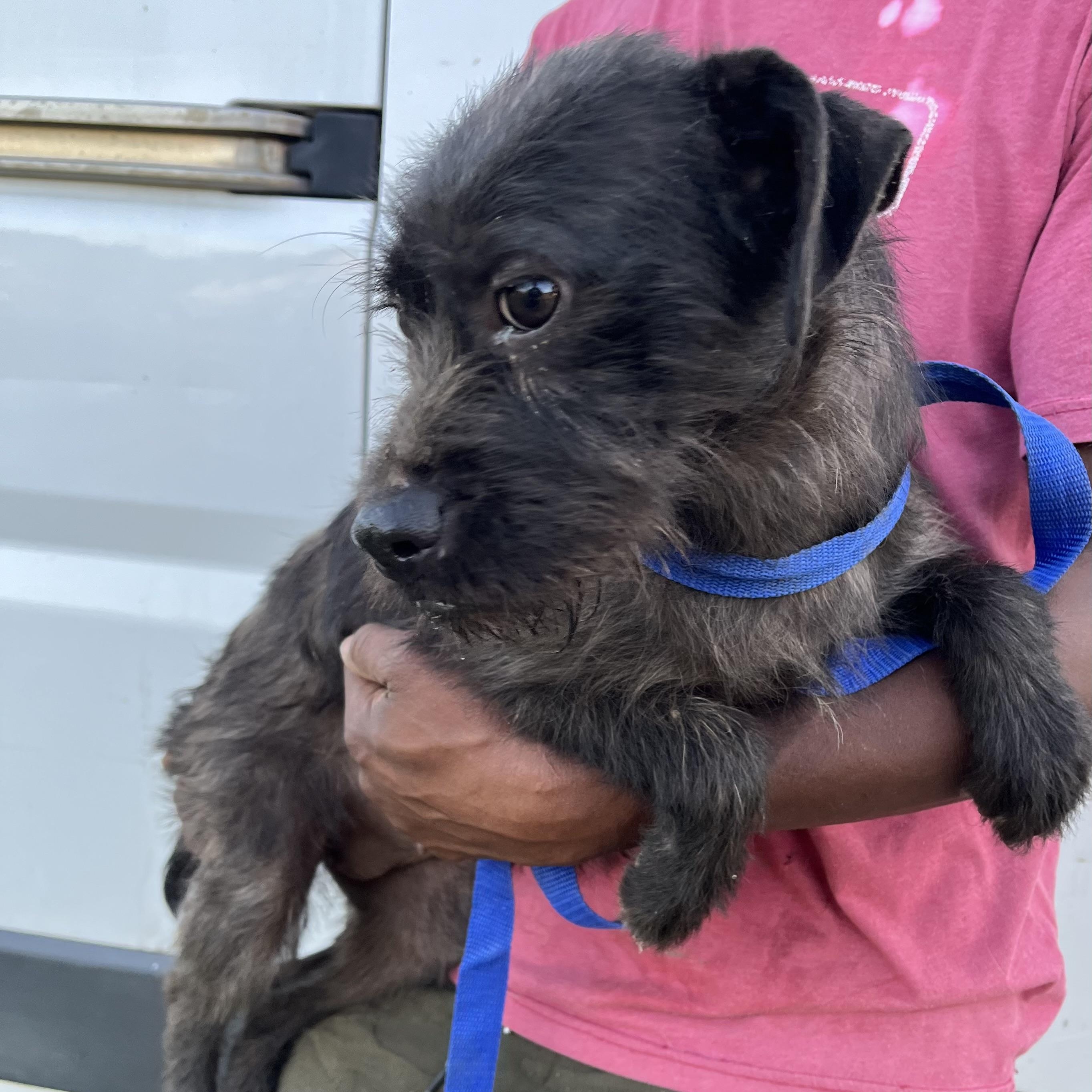 Enlarge Tuscaloosa - Local April 10-12, an adoptable mixed breed in North Smithfield, RI image 3/6