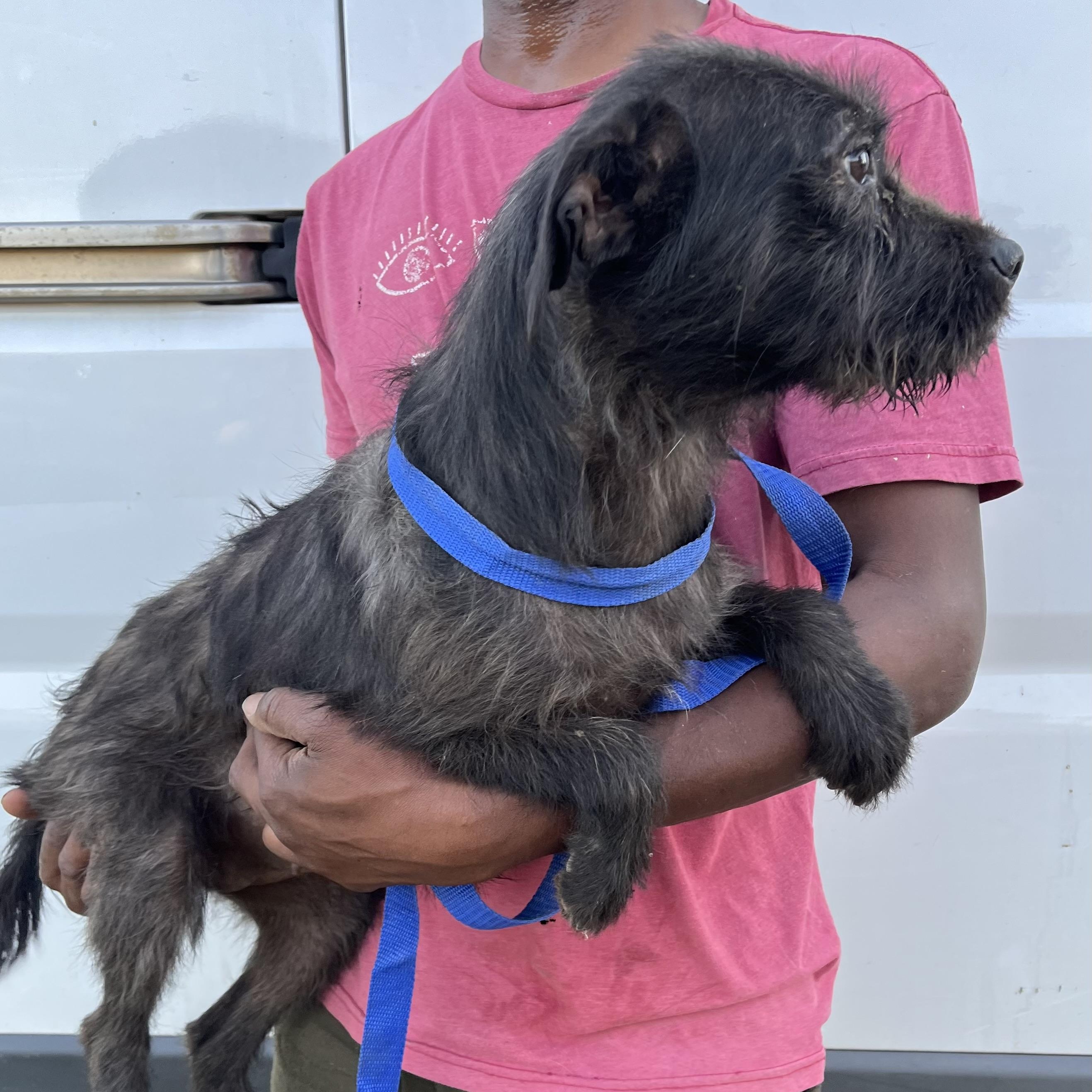 Enlarge Tuscaloosa - Local April 10-12, an adoptable mixed breed in North Smithfield, RI image 4/6