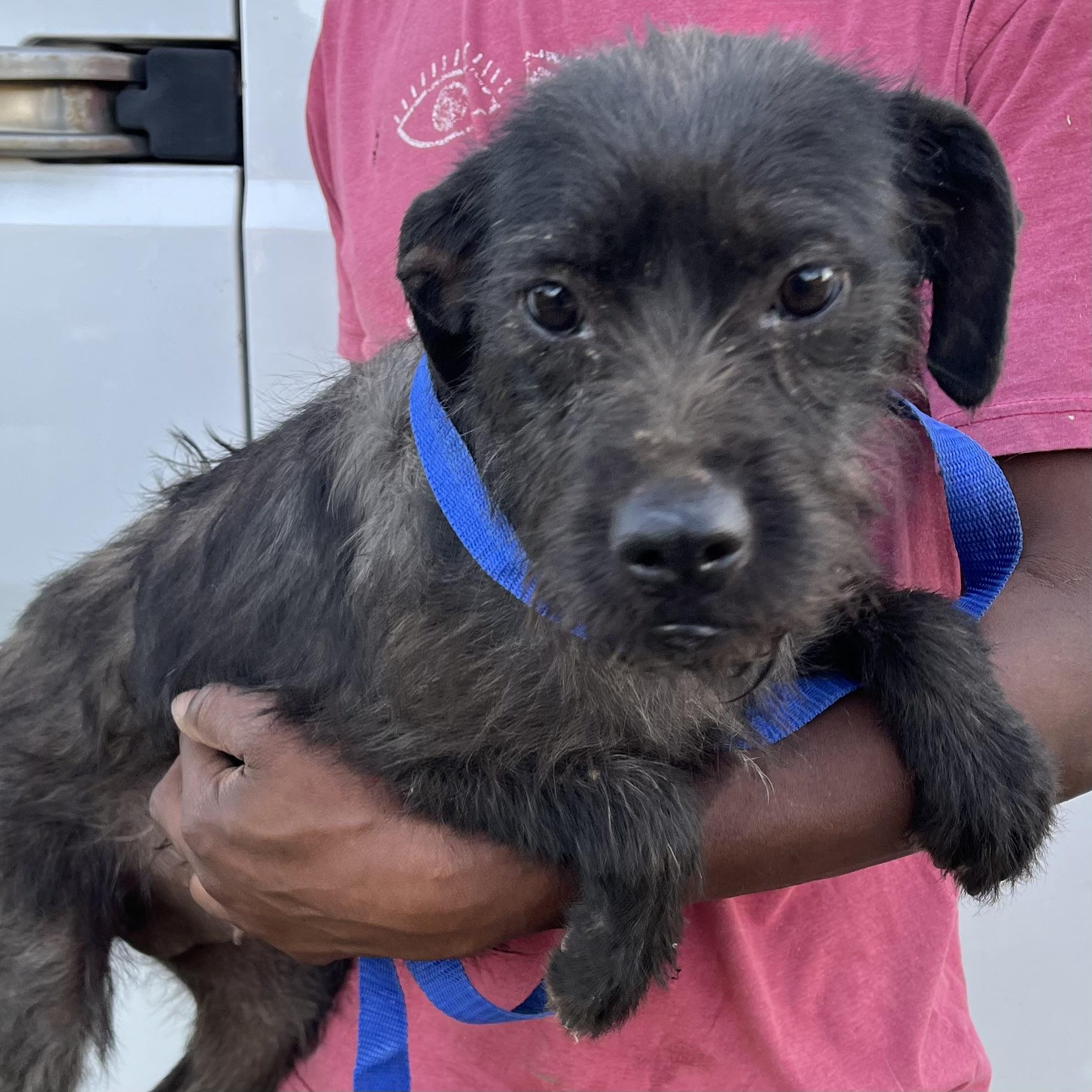 Enlarge Tuscaloosa - Local April 10-12, an adoptable mixed breed in North Smithfield, RI image 5/6