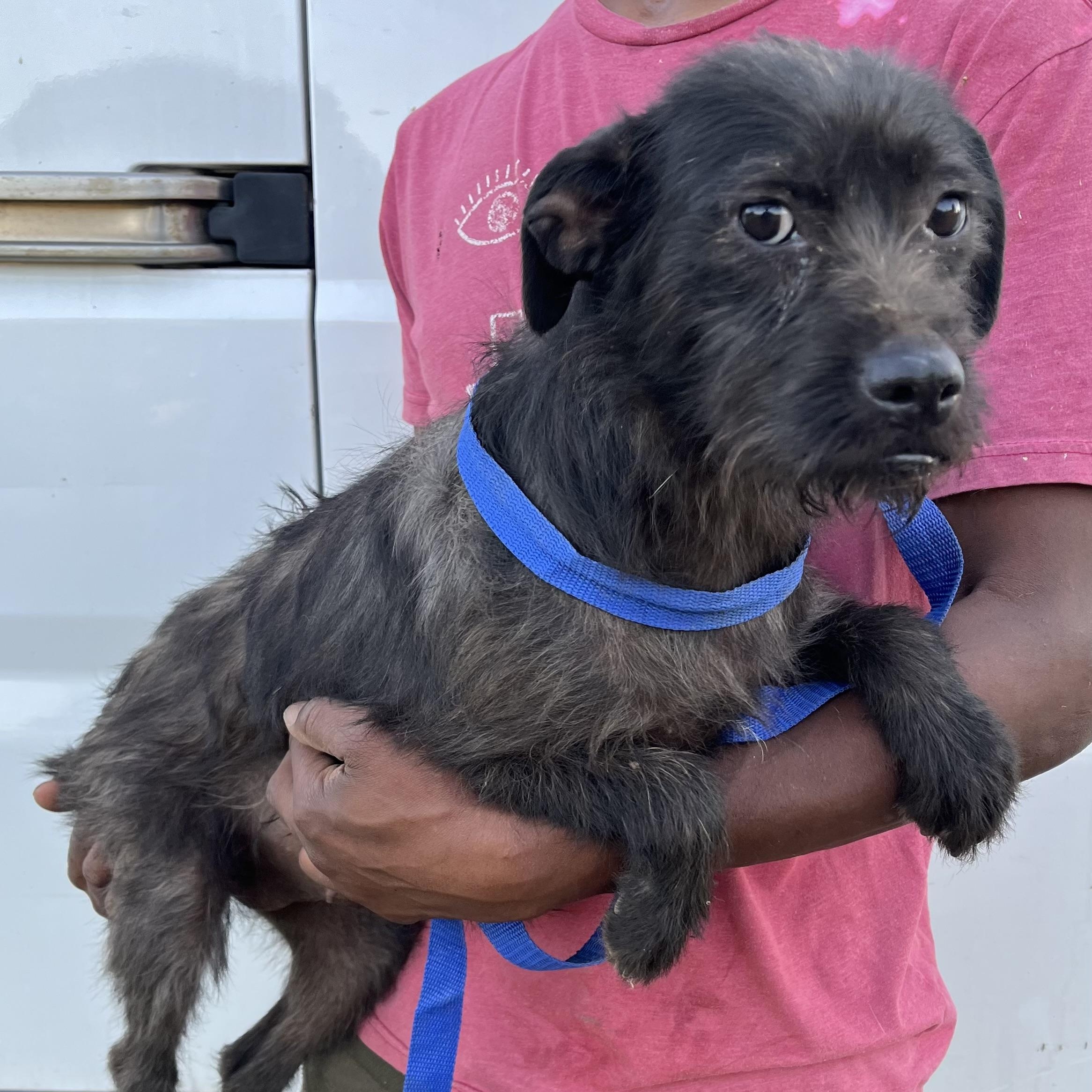 Tuscaloosa - Local April 10-12, adoptable, Young Female Miniature Schnauzer & Wirehaired Terrier.