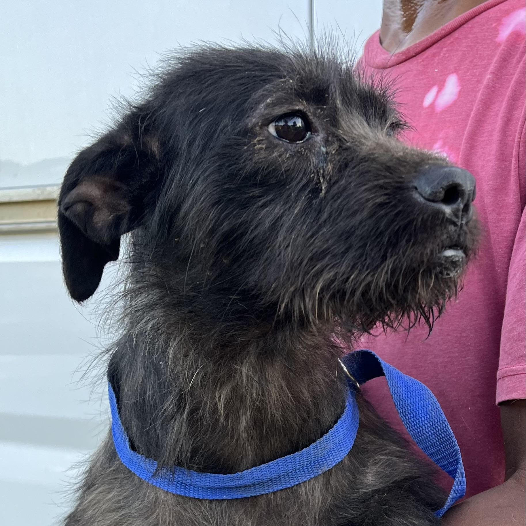 Enlarge Tuscaloosa - Local April 10-12, an adoptable mixed breed in North Smithfield, RI image 6/6