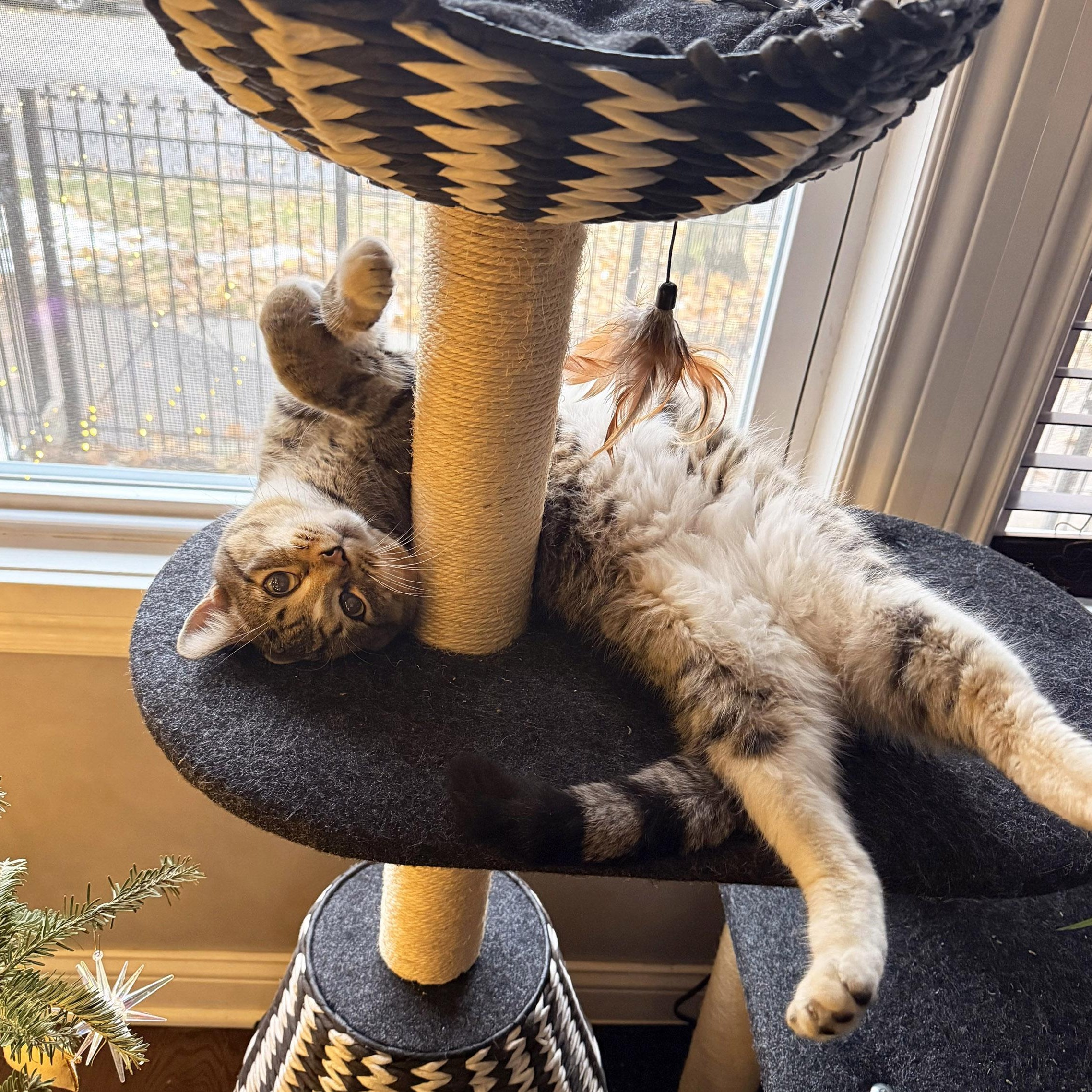 Karl, a ADOPTABLE Tabby in Chicago, IL image 3/6