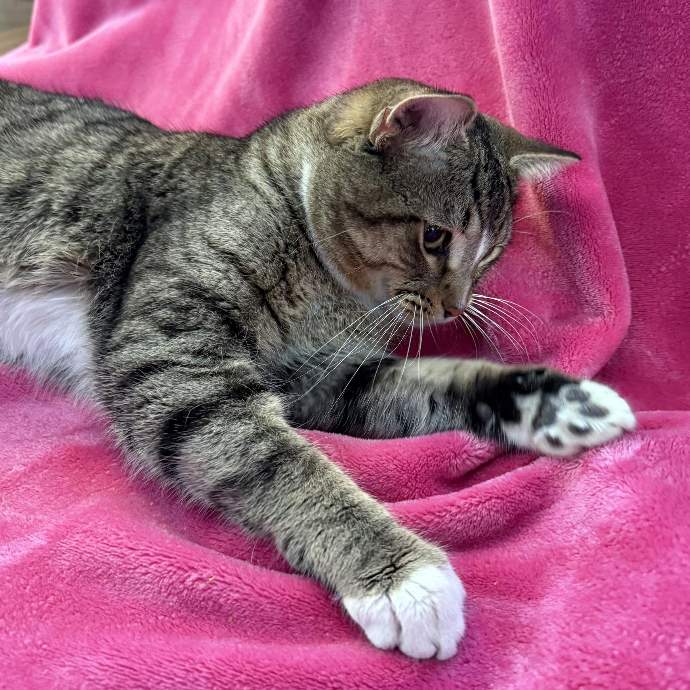 Karl, a ADOPTABLE Tabby in Chicago, IL image 5/6