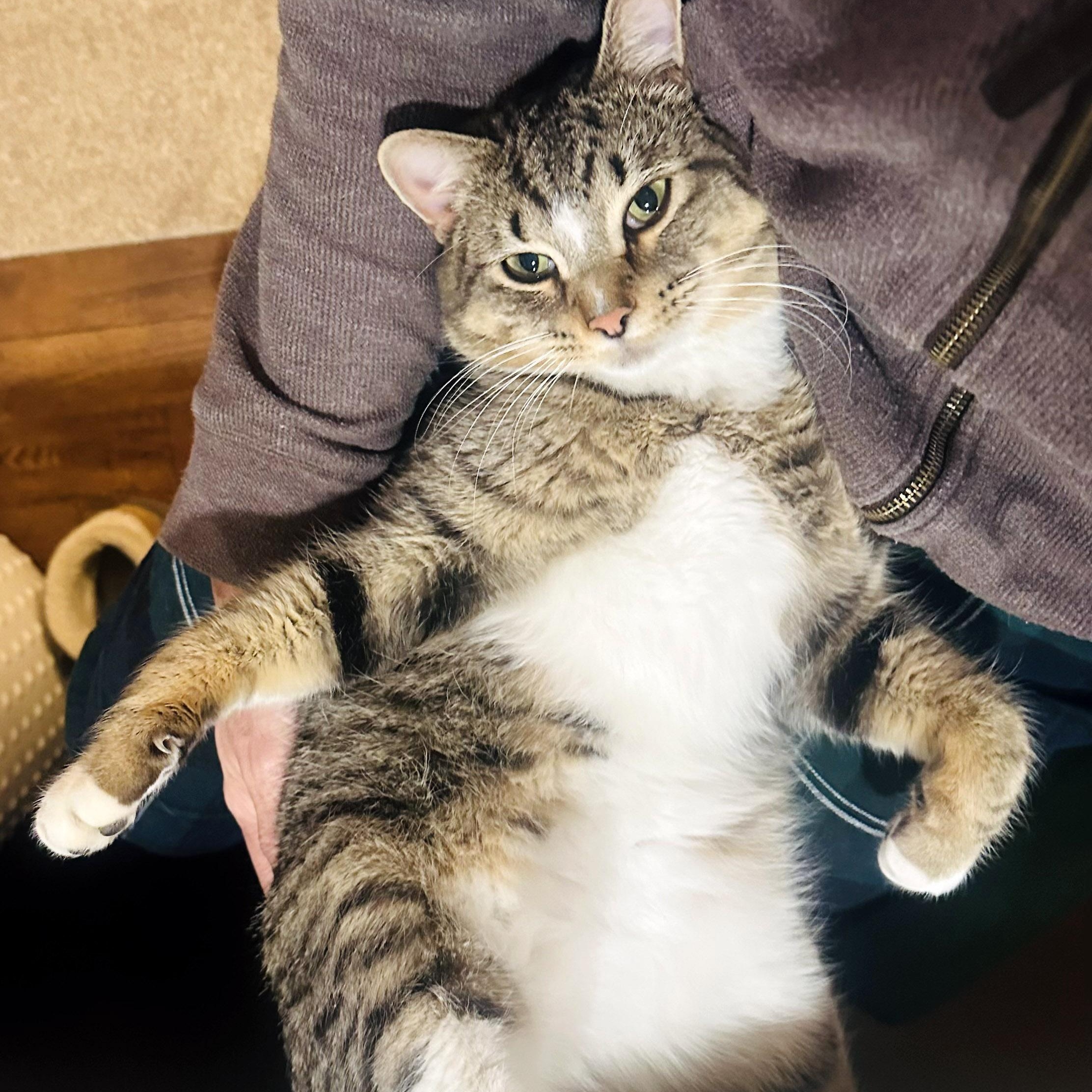 Karl, ADOPTABLE, Adult Male Tabby.