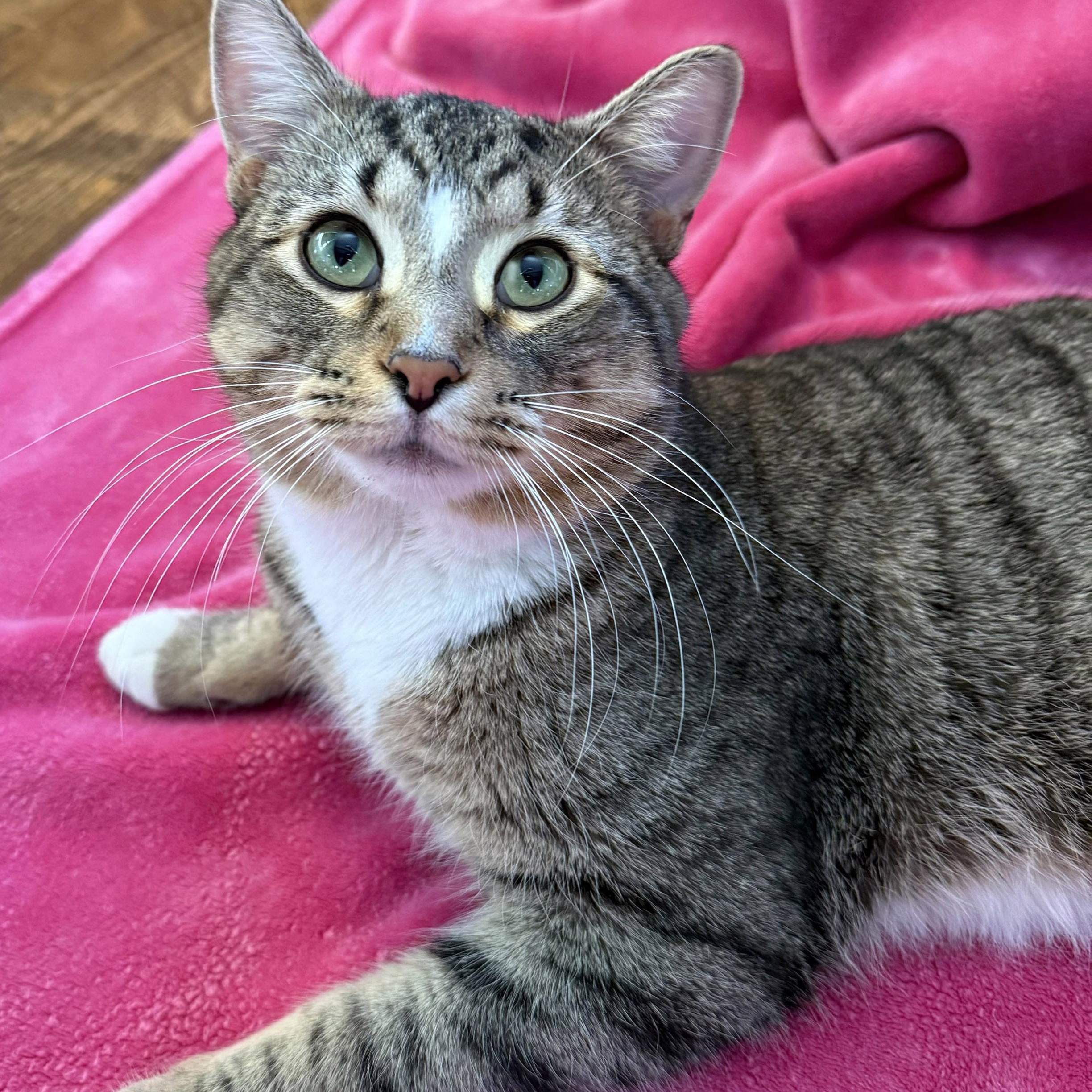 Karl, a ADOPTABLE Tabby in Chicago, IL image 2/6