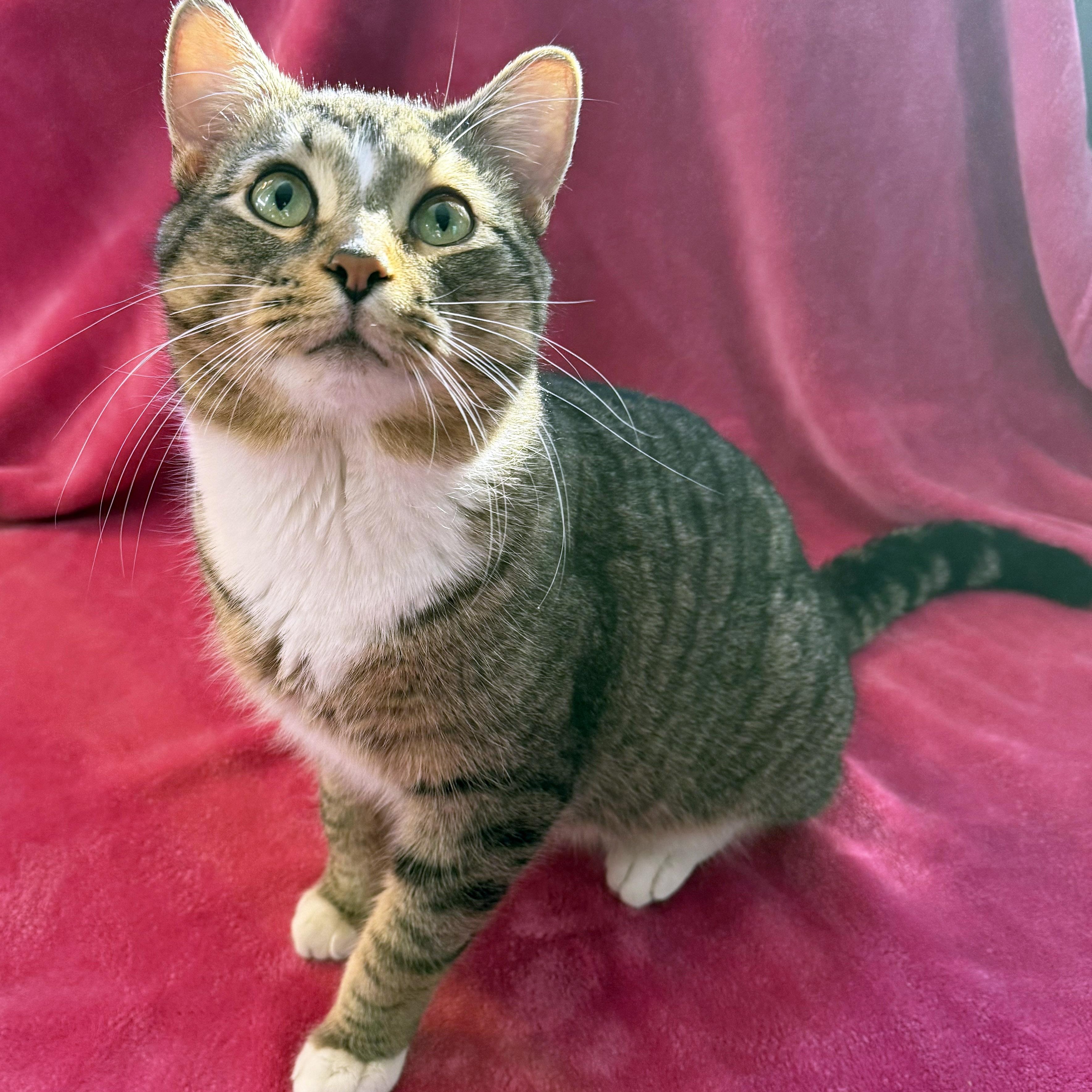 Karl, a ADOPTABLE Tabby in Chicago, IL image 6/6