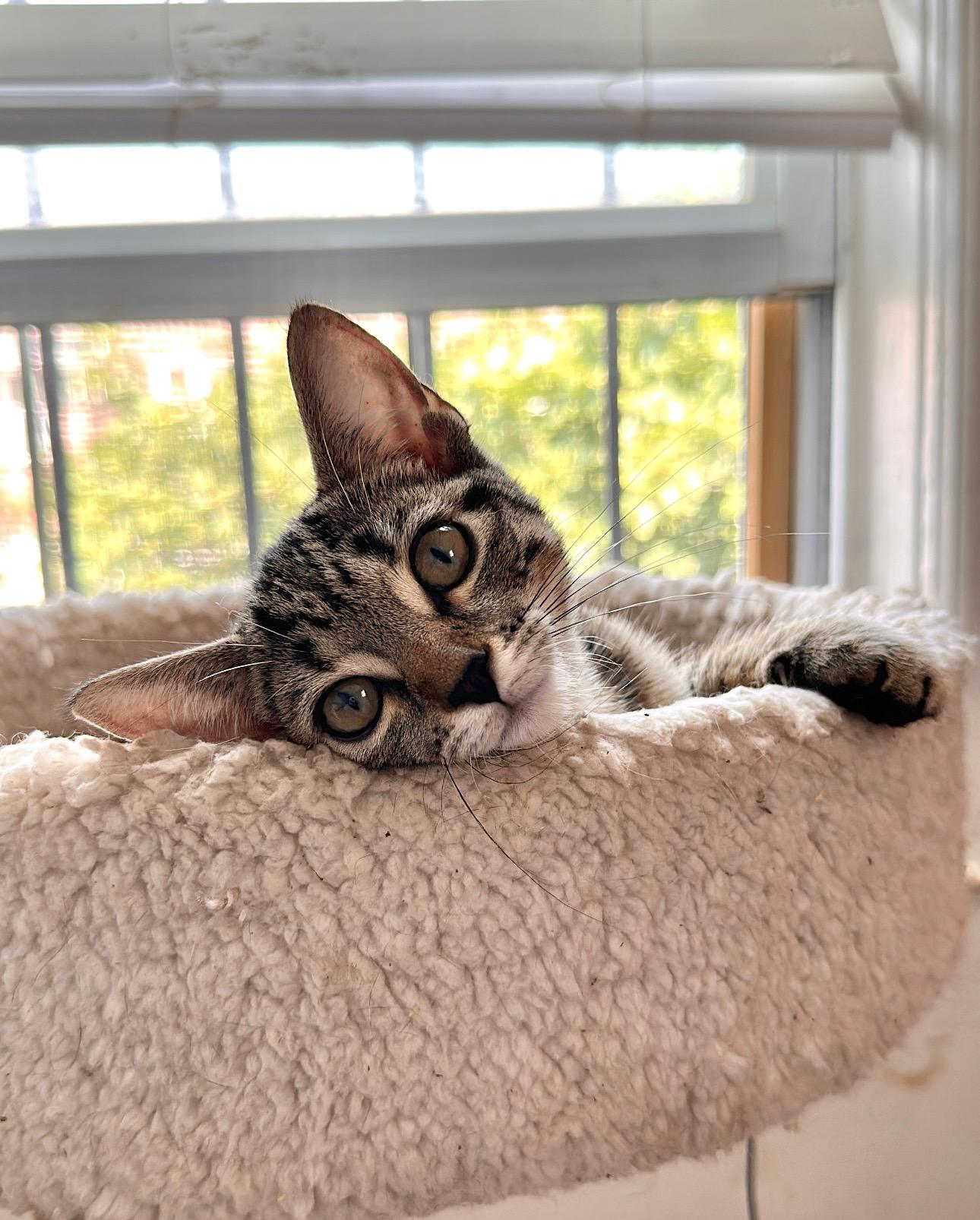 Enlarge NALA, a Adoptable Tabby in New York, NY image 1/3