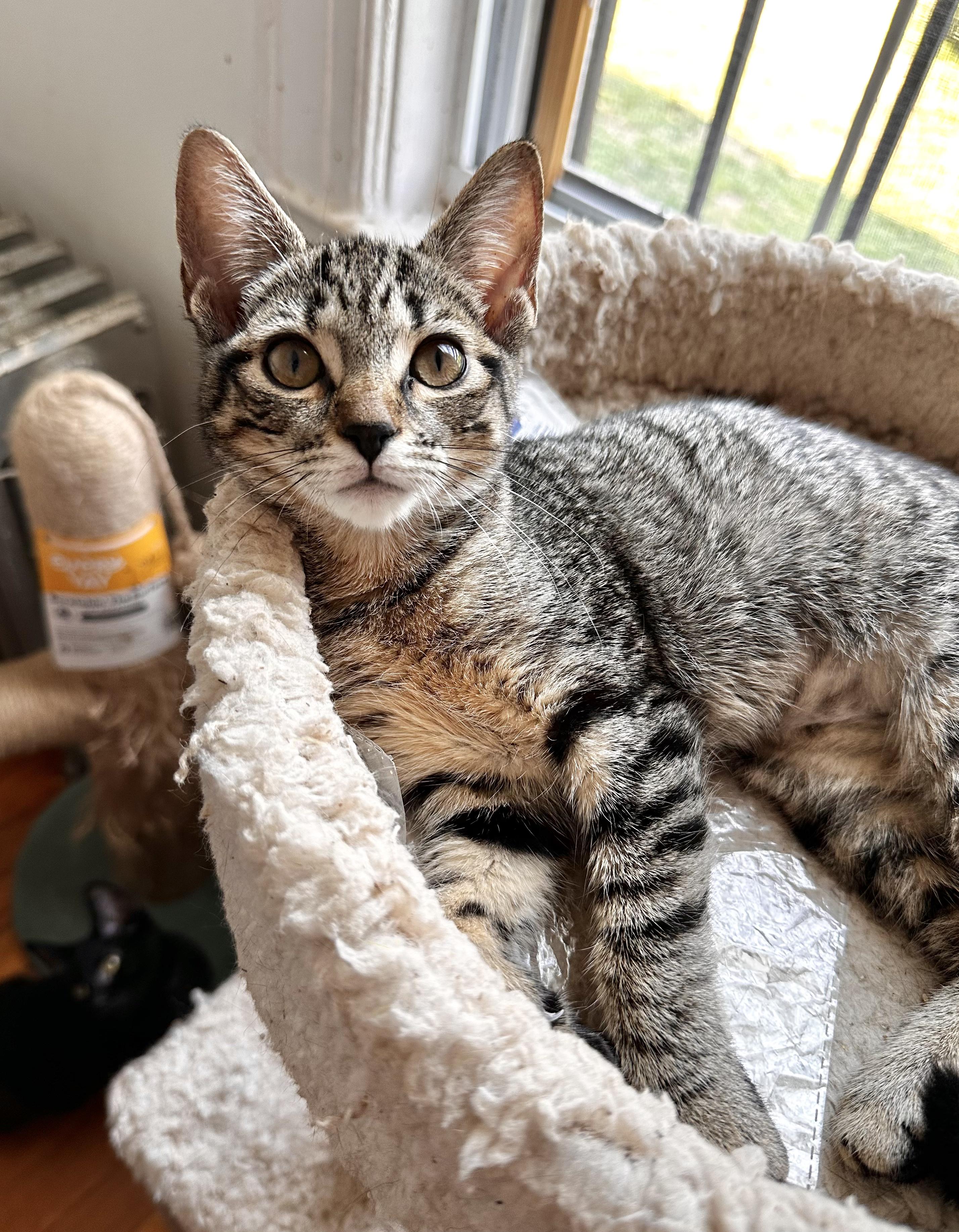 Enlarge NALA, a Adoptable Tabby in New York, NY image 2/3