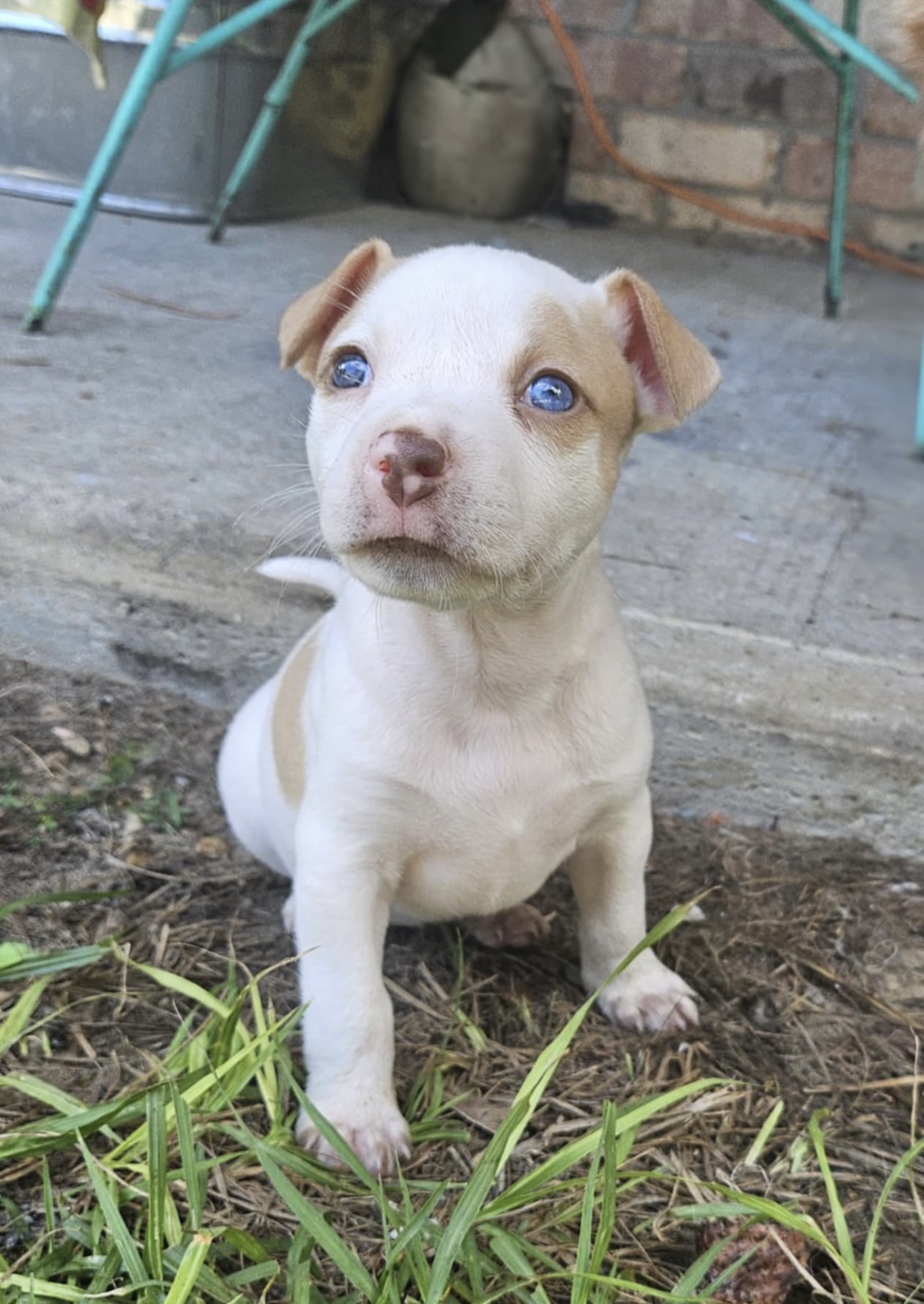 Penelope, Adopted, Puppy Female Pit Bull Terrier.