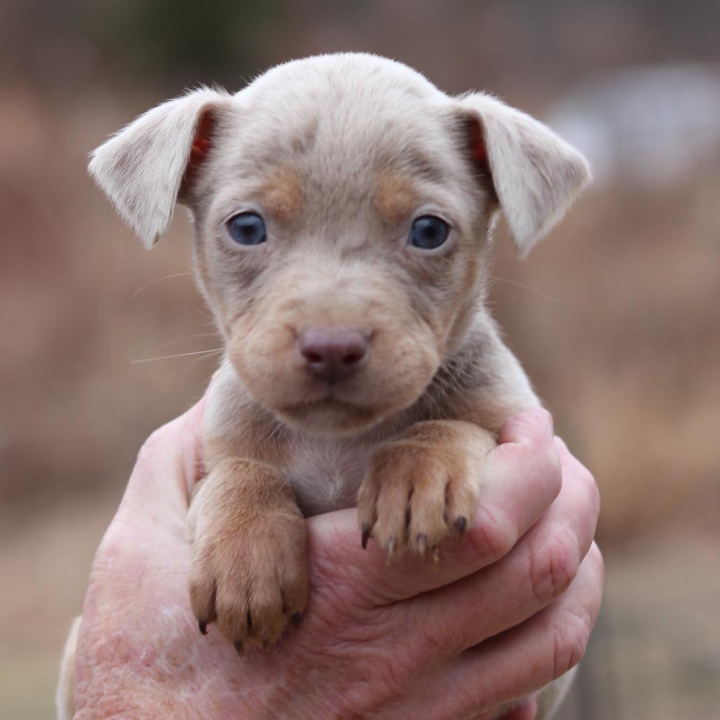 Enlarge CT Tess avail Dec 27, a Adoptable mixed breed in Eastford, CT image 1/4