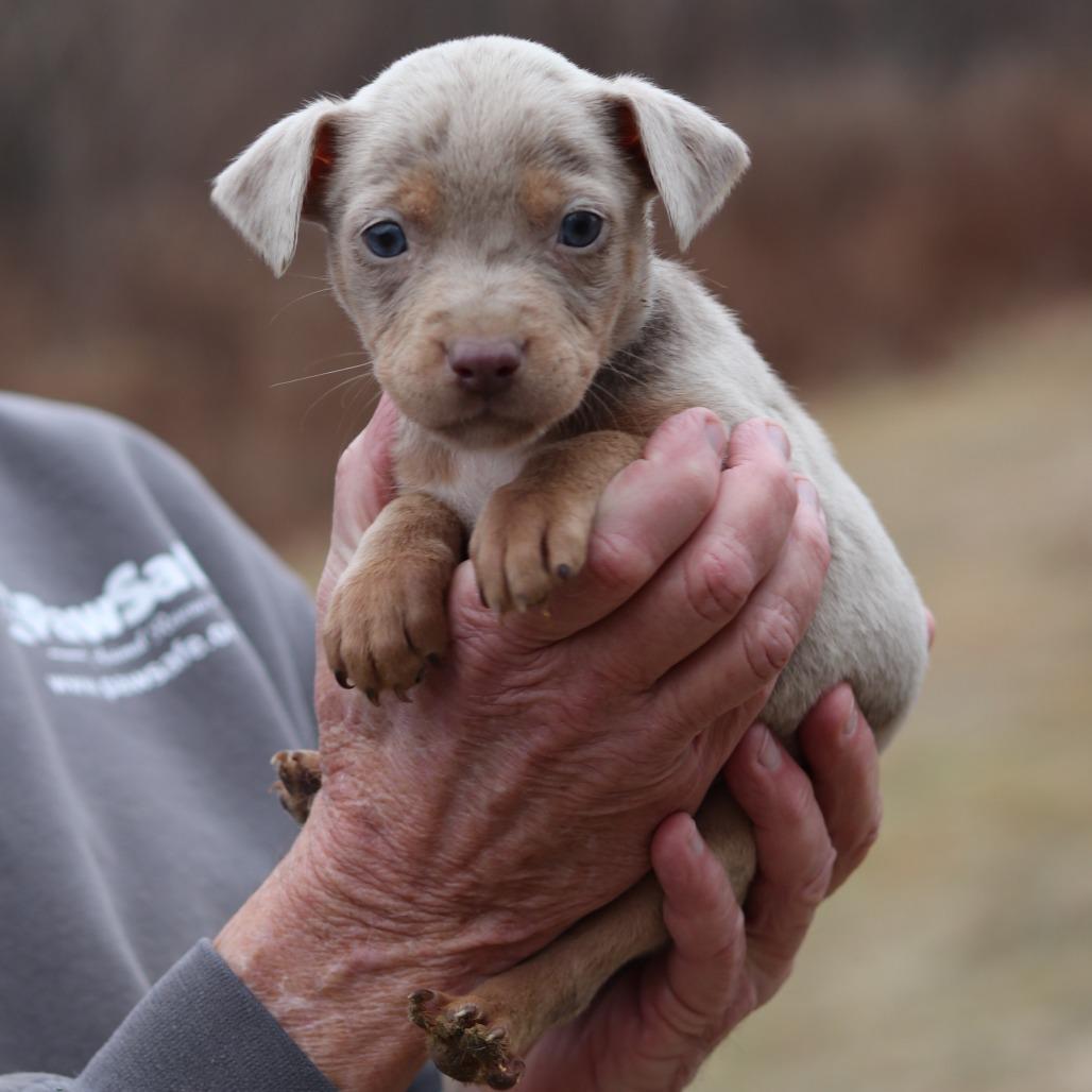 Enlarge CT Tess avail Dec 27, a Adoptable mixed breed in Eastford, CT image 2/4