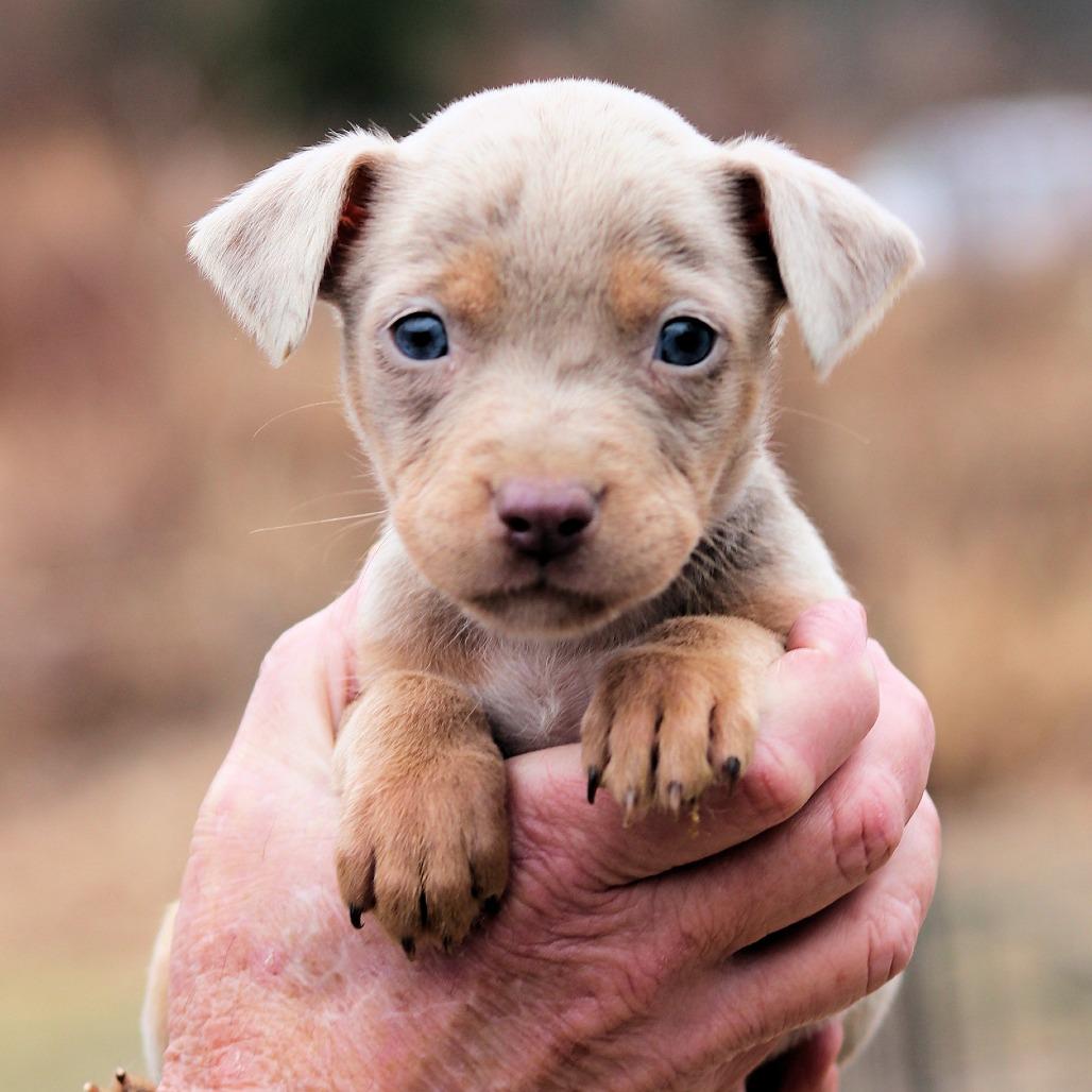 Enlarge CT Tess avail Dec 27, a Adoptable mixed breed in Eastford, CT image 3/4