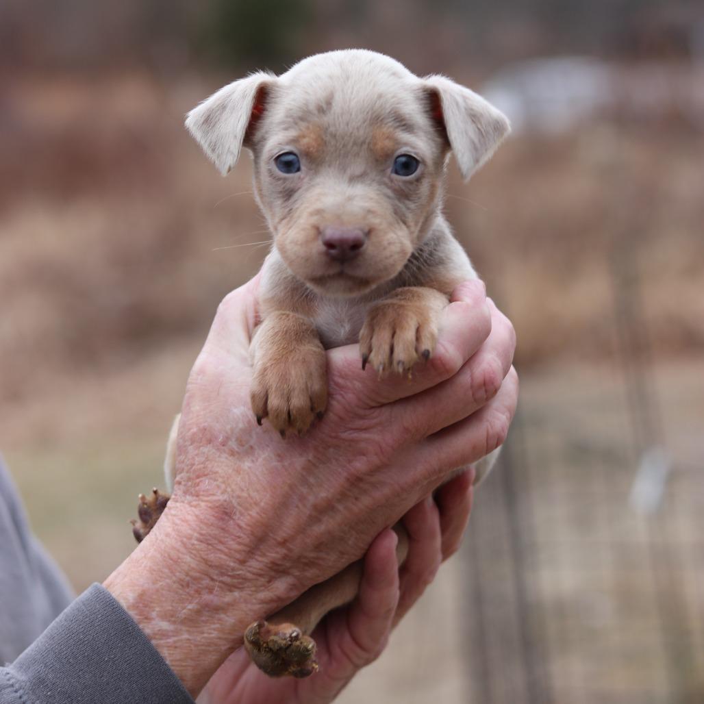 Enlarge CT Tess avail Dec 27, a Adoptable mixed breed in Eastford, CT image 4/4