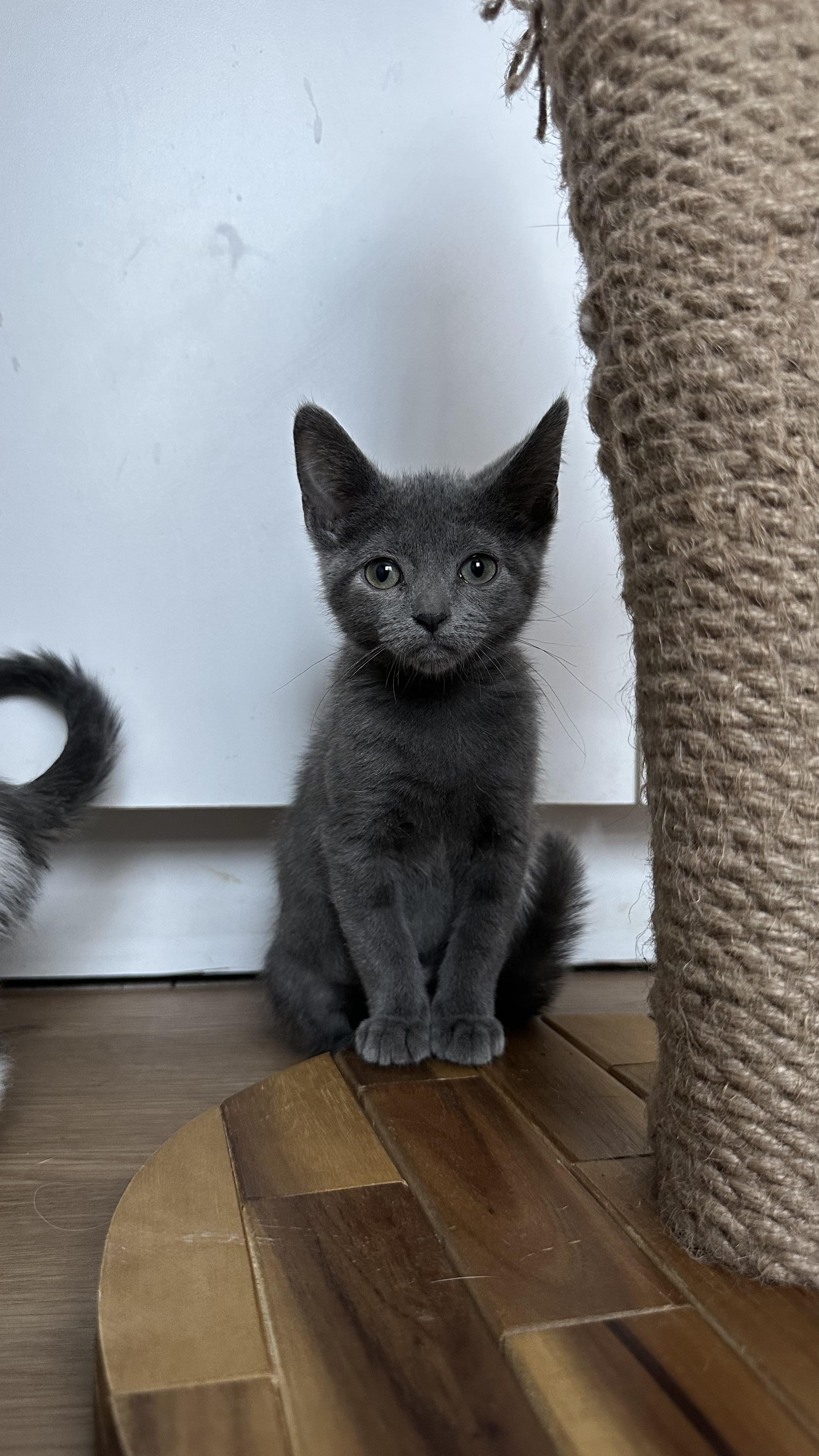 Enlarge French Onion, a Adoptable mixed breed in Crystal Lake, IL image 2/3