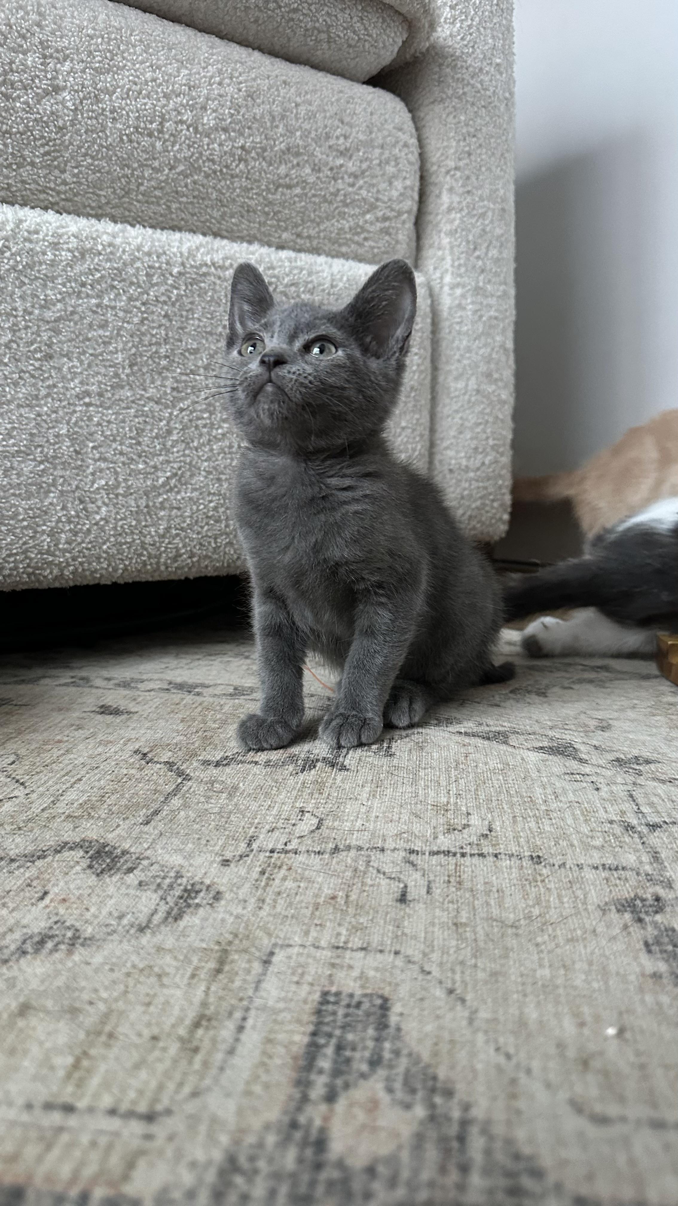 French Onion, Adoptable, Kitten Female Domestic Medium Hair.