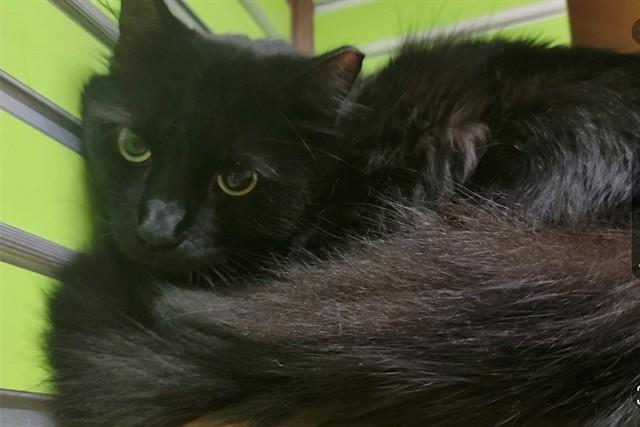 Enlarge NICHODEMUS, a Adoptable Domestic Long Hair in Saint Peters, MO image 1/1