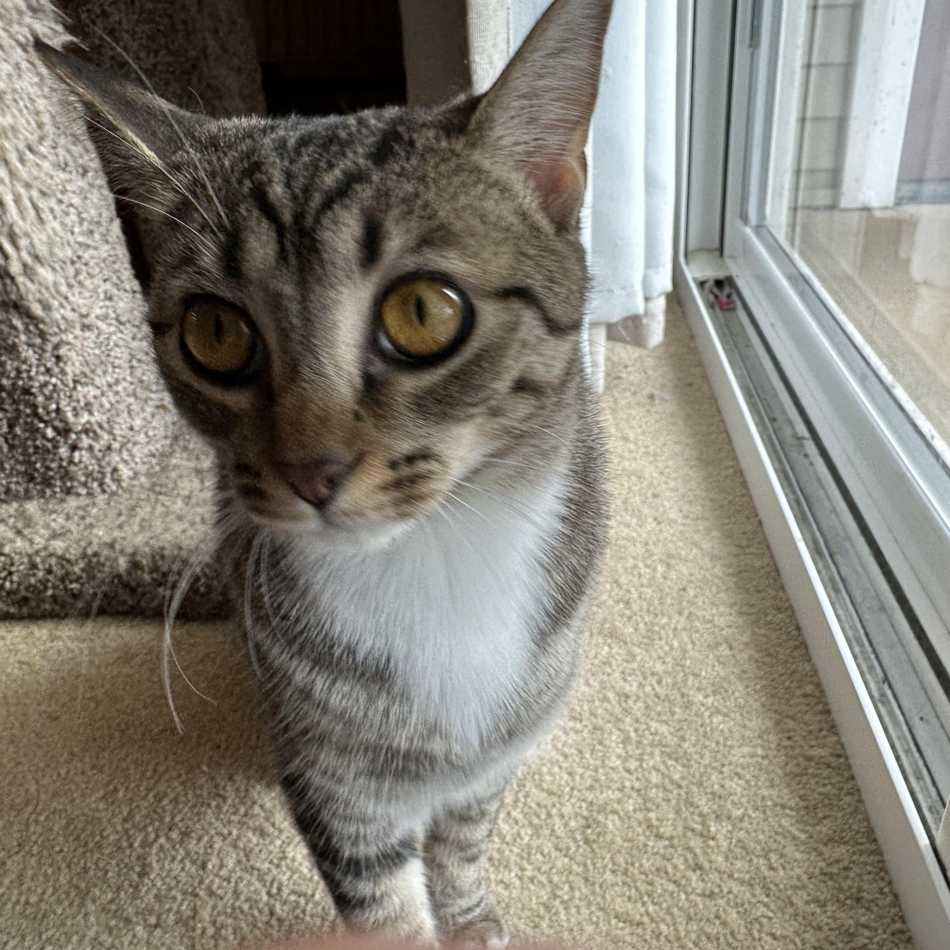 Xena, an adopted Tiger in Oberlin, OH image 2/4