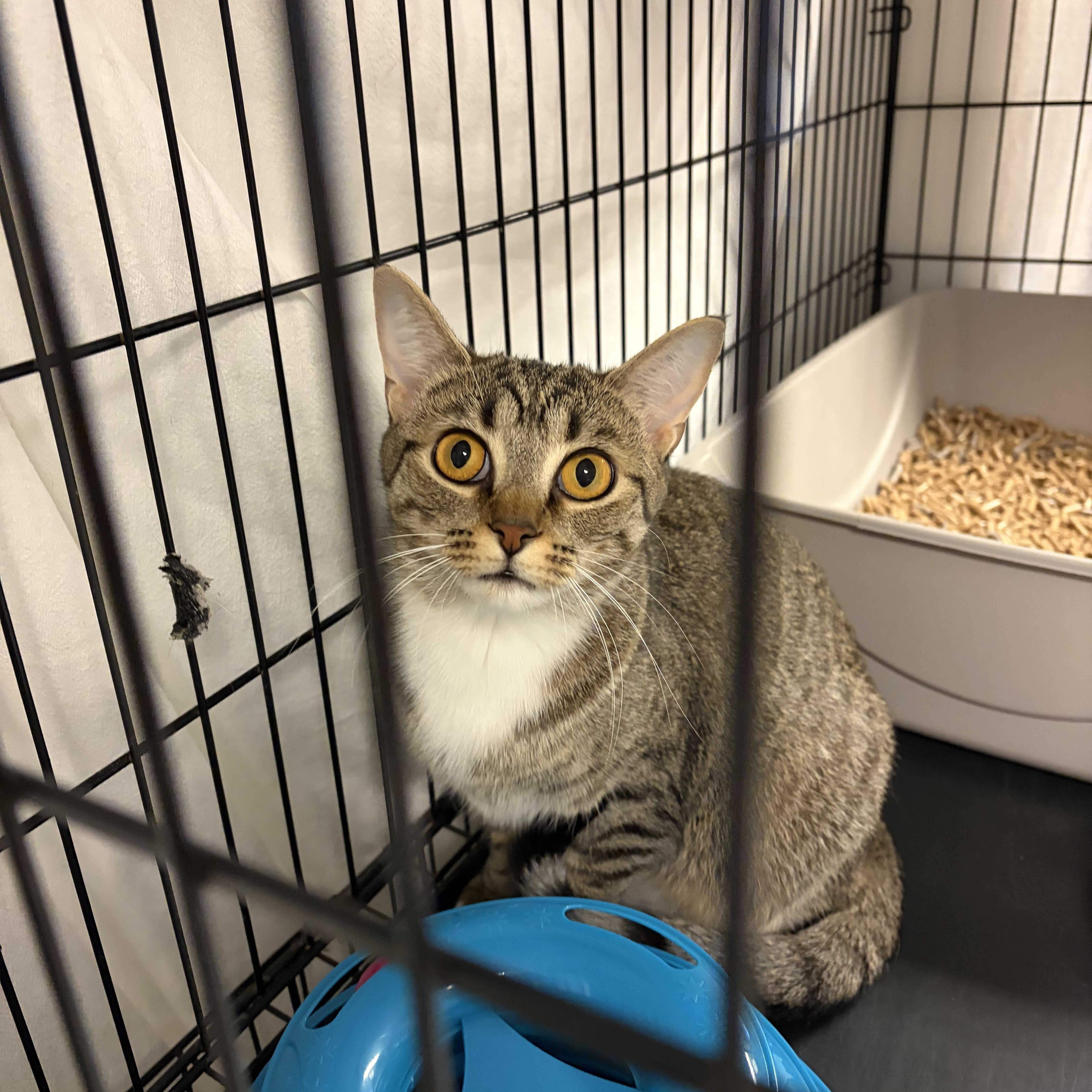 Xena, an adopted Tiger in Oberlin, OH image 1/4