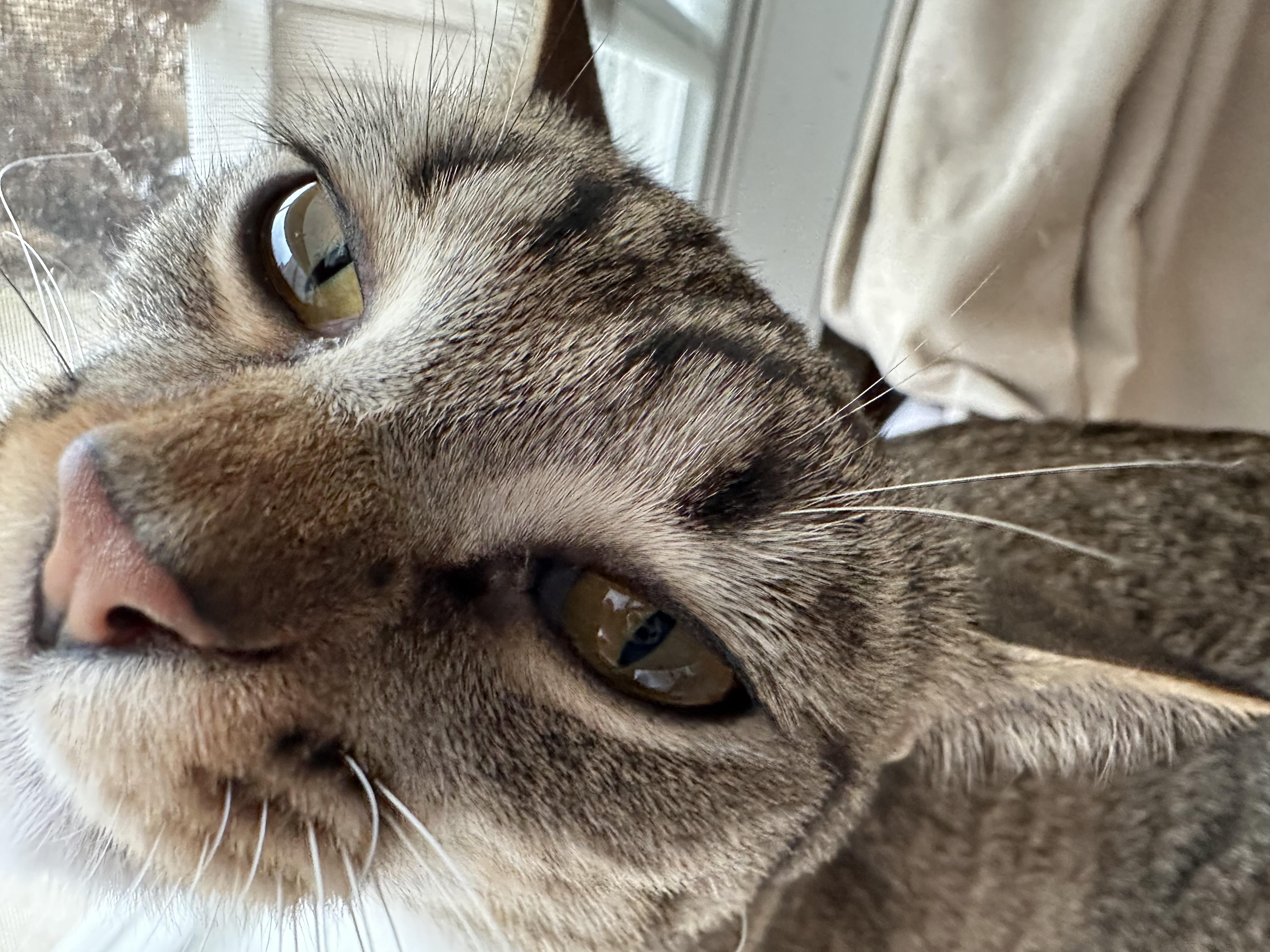 Xena, an adopted Tiger in Oberlin, OH image 3/4
