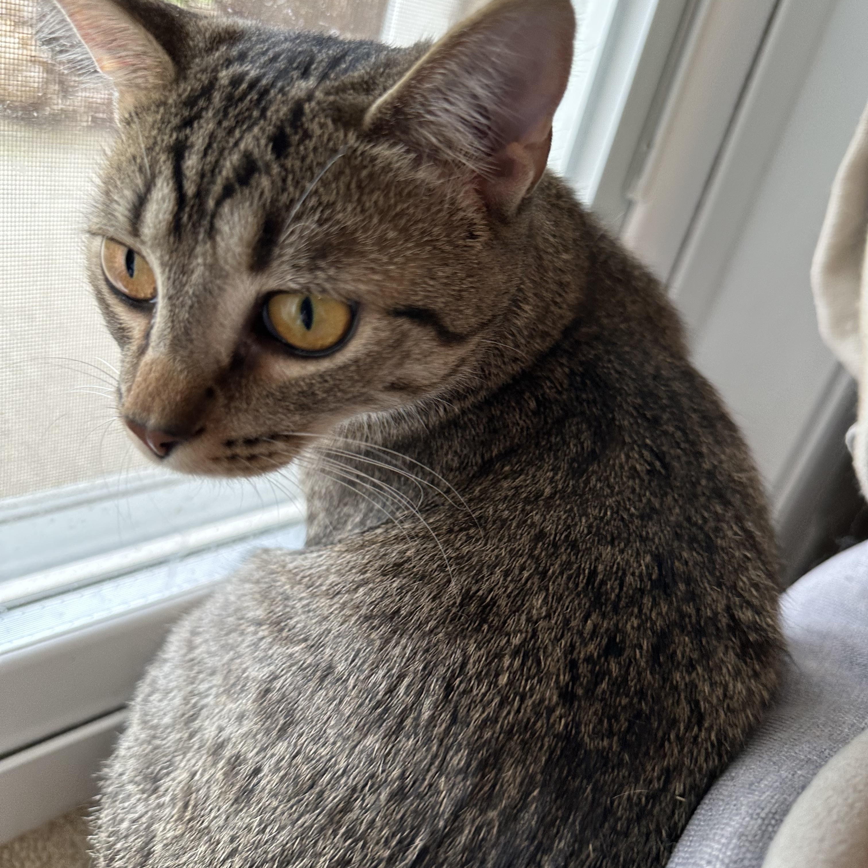 Xena, an adopted Tiger in Oberlin, OH image 4/4