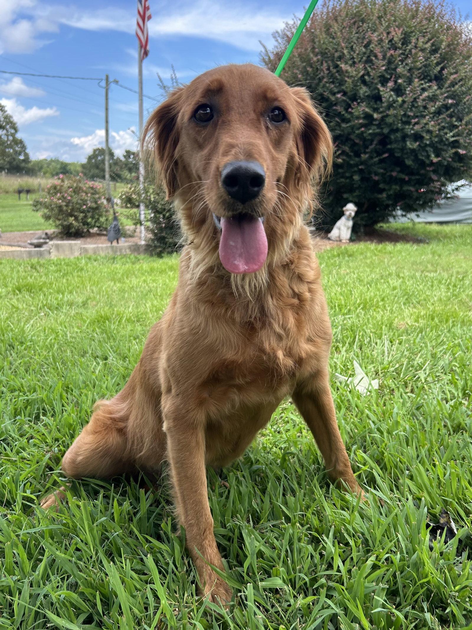 Reba Jul 26, Adoptable, Adult Female Golden Retriever.