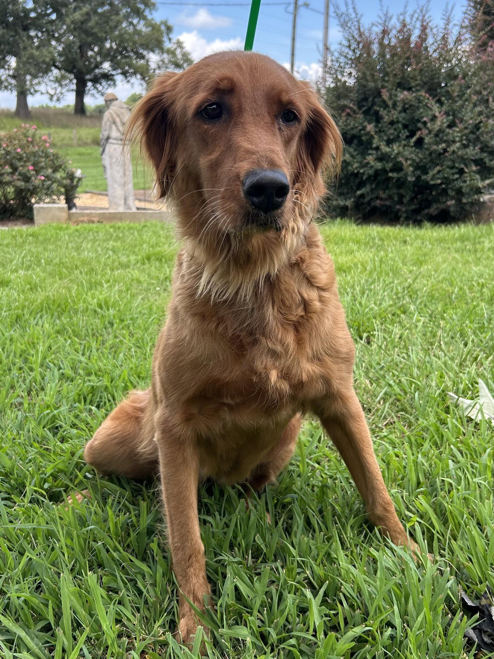 Enlarge Reba Jul 26, a Adoptable Golden Retriever in Pacolet, SC image 3/3