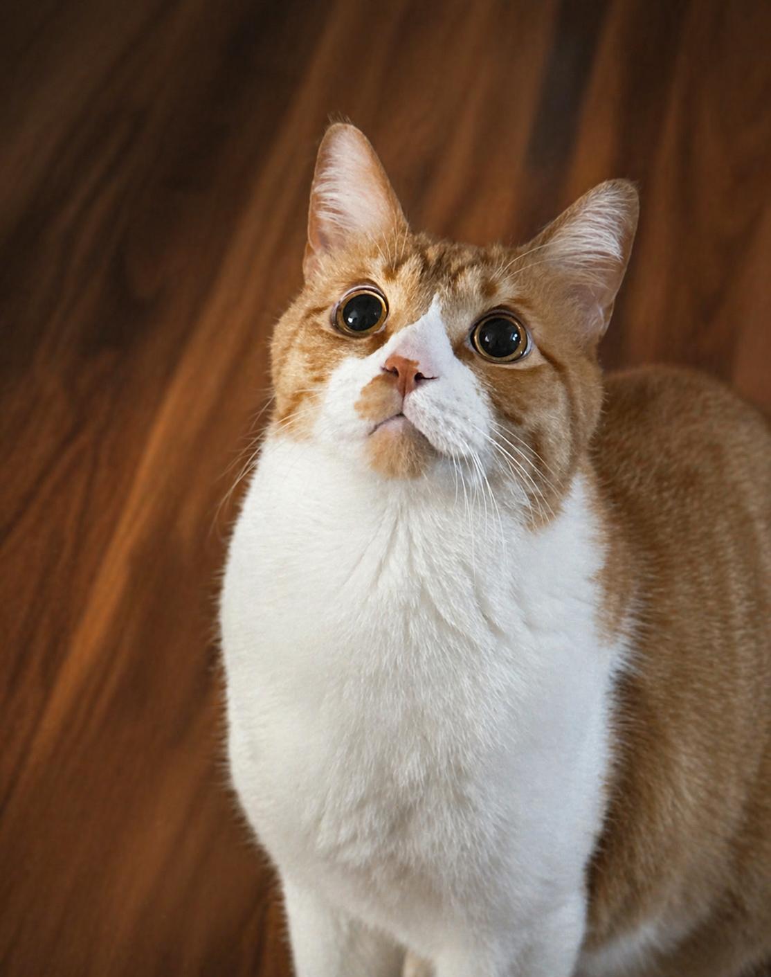 Enlarge Frank Sinatra, a ADOPTABLE Domestic Short Hair in North Chesterfield, VA image 1/1