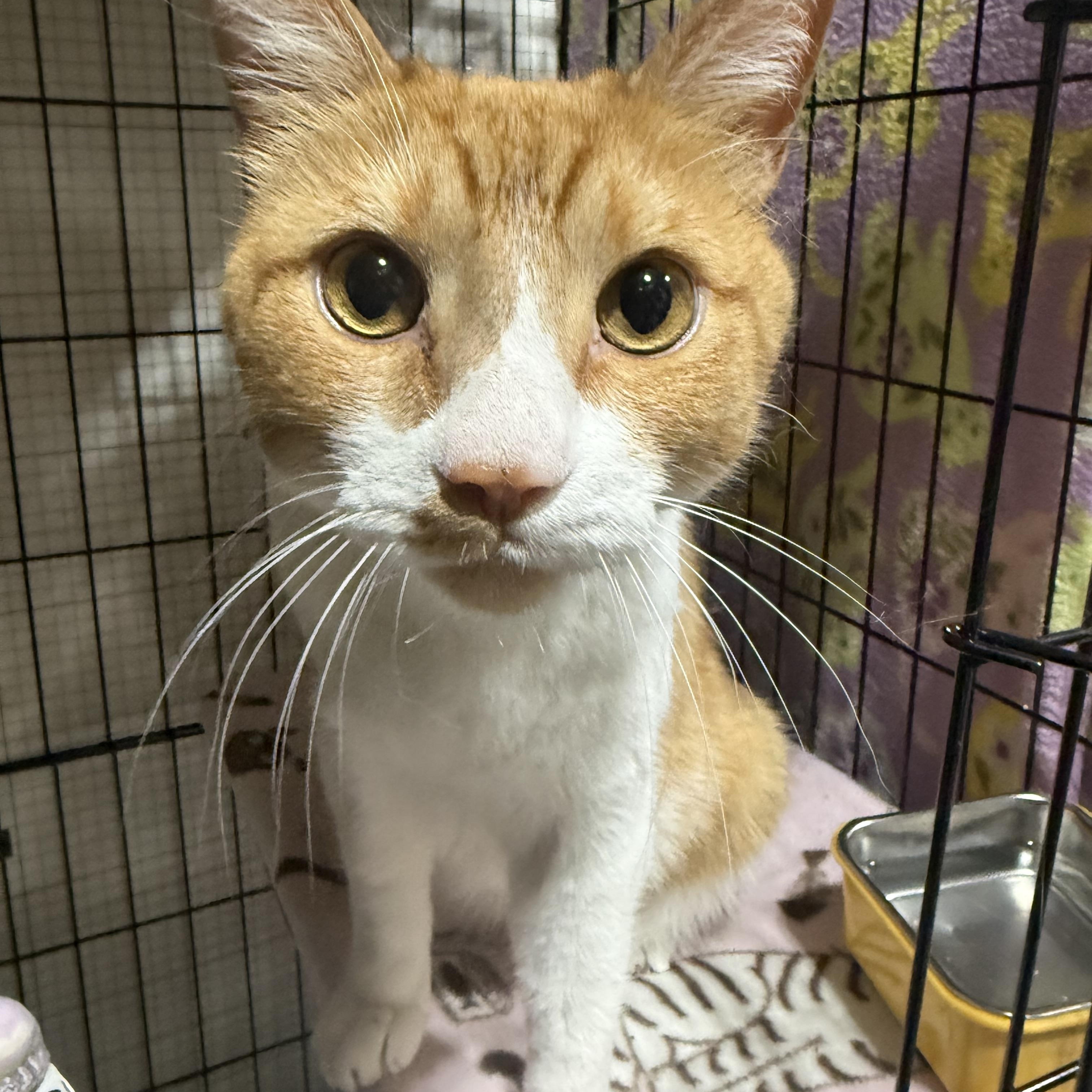 Enlarge Frank Sinatra, a ADOPTABLE Domestic Short Hair in North Chesterfield, VA image 1/1