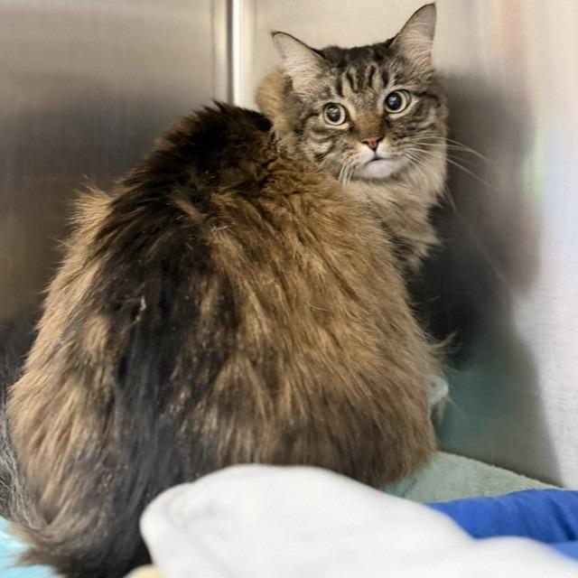 Missy, Adoptable, Senior Female Domestic Long Hair.