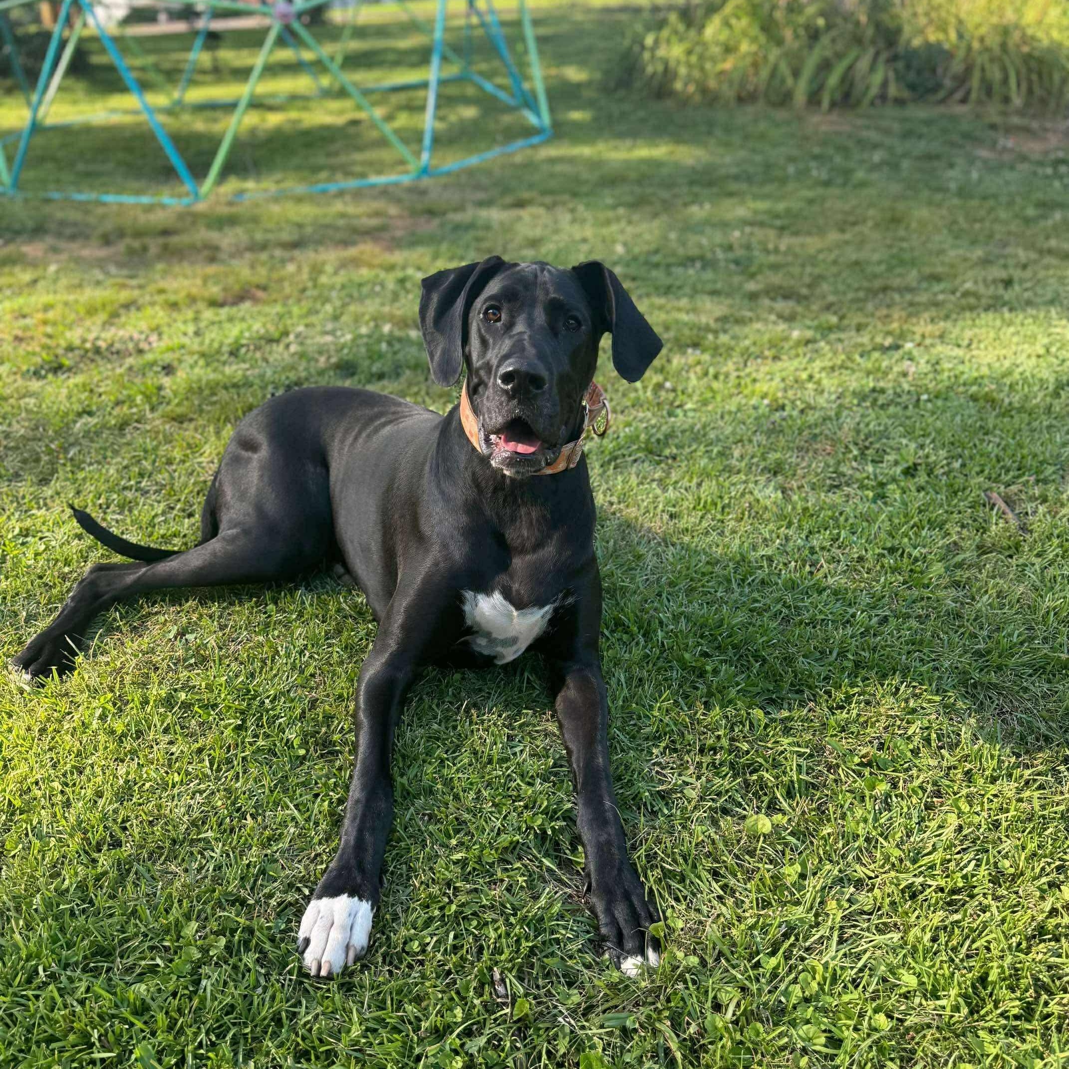 Winnie, adopted, Adult Female Great Dane.