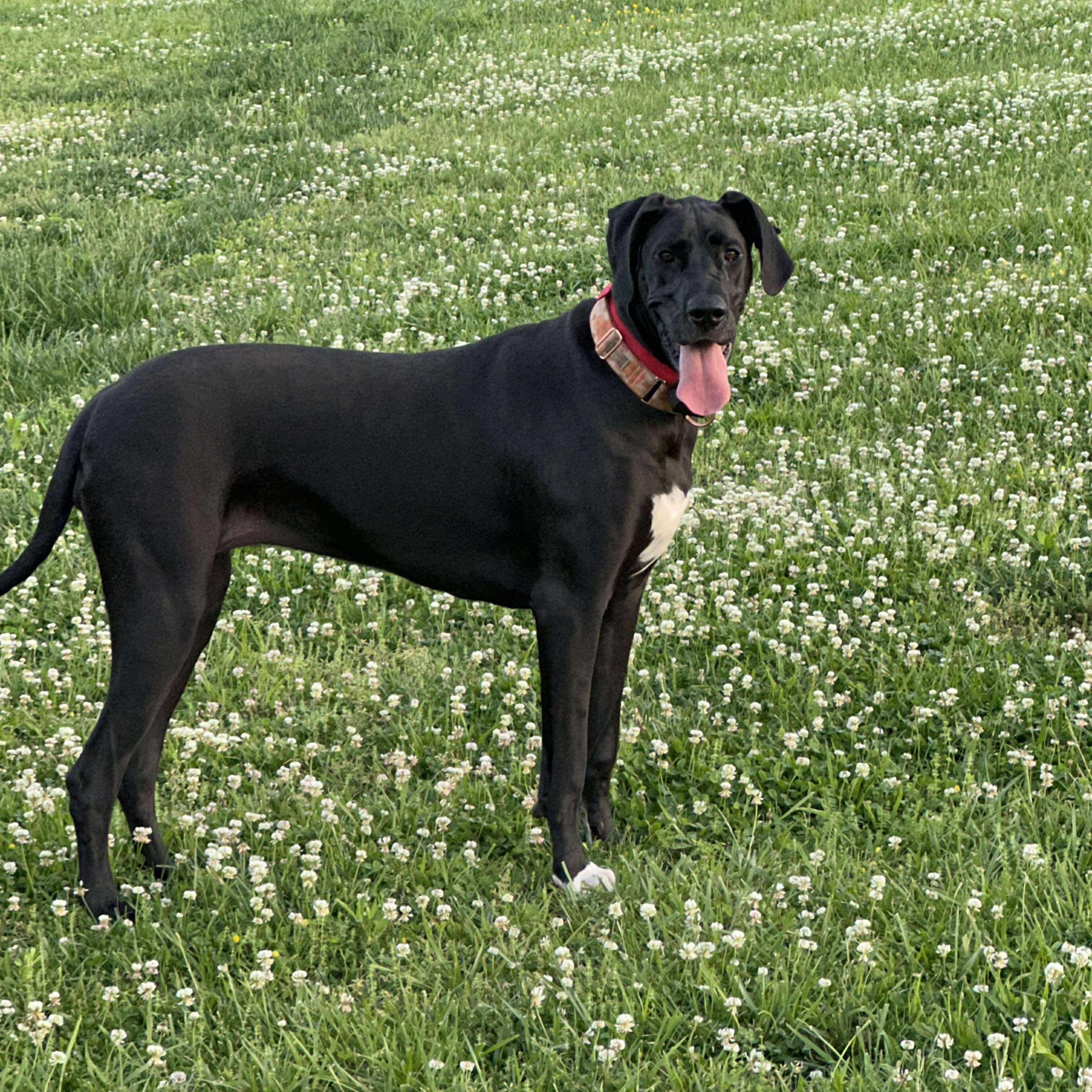 Winnie, an adopted Great Dane in Bon Aqua, TN image 2/5