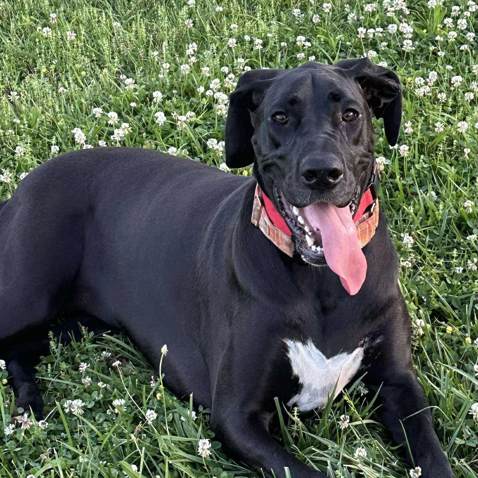 Winnie, an adopted Great Dane in Bon Aqua, TN image 4/5