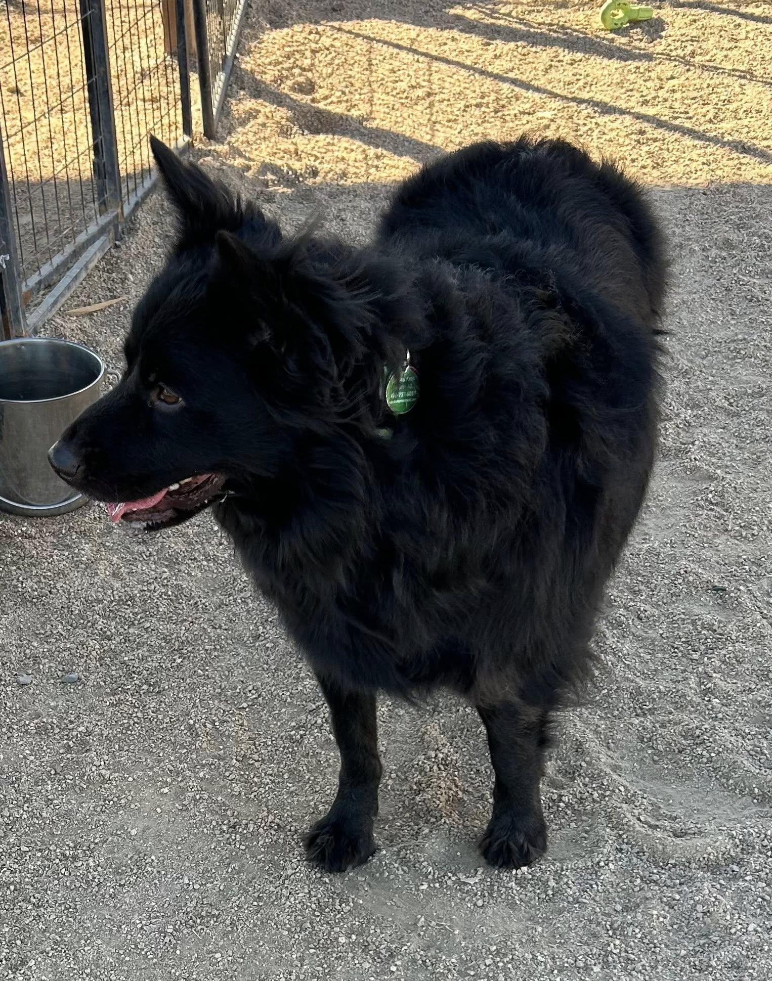 Enlarge Mike — now Anubis, an adopted mixed breed in Glendale, AZ image 6/6