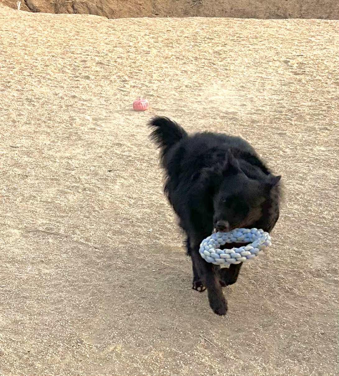 Enlarge Mike — now Anubis, an adopted mixed breed in Glendale, AZ image 3/6