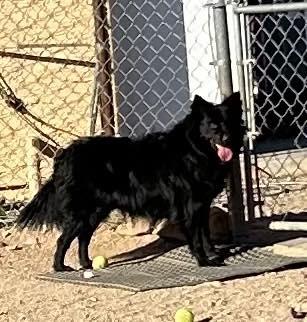 Enlarge Mike — now Anubis, an adopted mixed breed in Glendale, AZ image 4/6