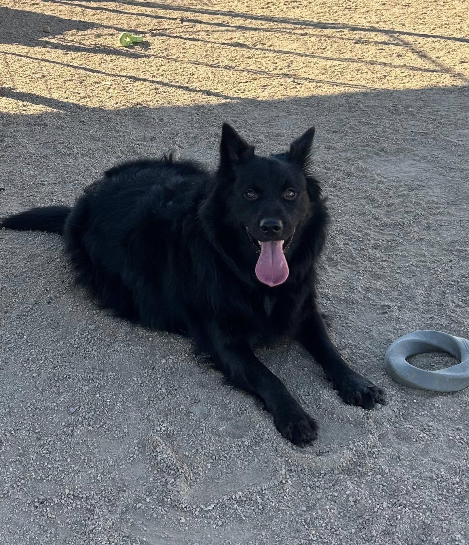 Enlarge Mike — now Anubis, an adopted mixed breed in Glendale, AZ image 5/6