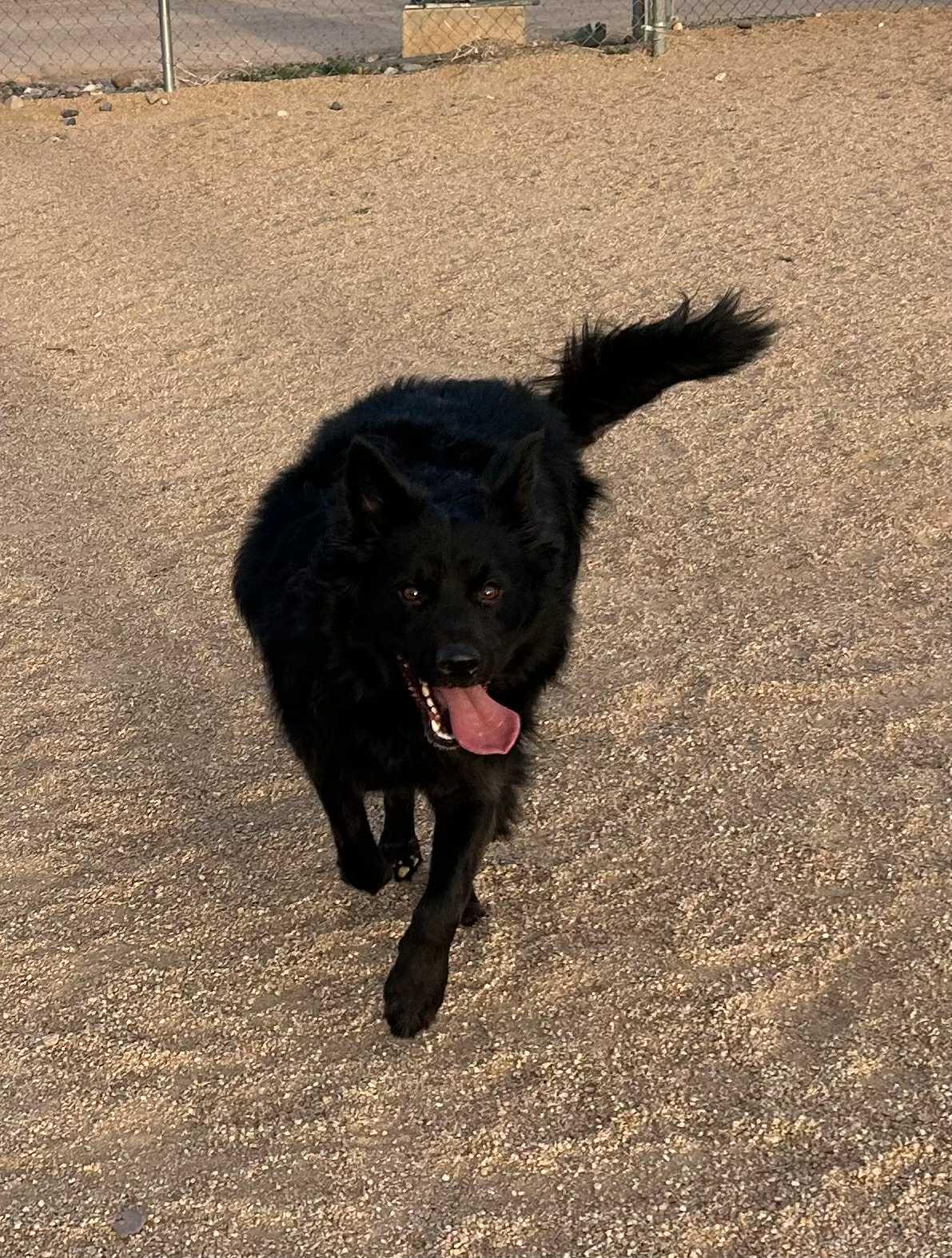 Enlarge Mike — now Anubis, an adopted mixed breed in Glendale, AZ image 2/6