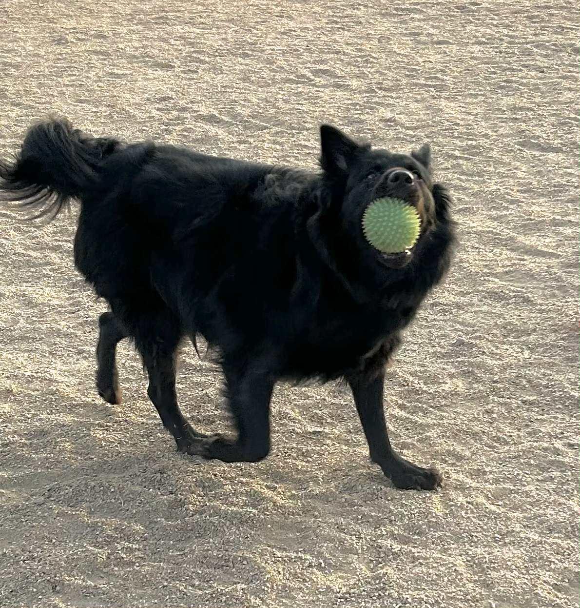 Mike — now Anubis, ADOPTABLE, Young Male Australian Kelpie & Australian Shepherd.