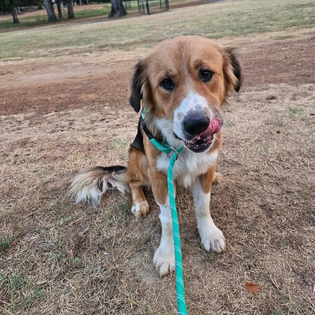 Wilbur, Adoptable, Adult Male Saint Bernard & Mixed Breed.