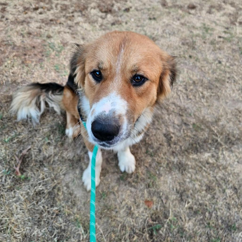 Enlarge Wilbur, a Adoptable mixed breed in Wadena, MN image 2/6