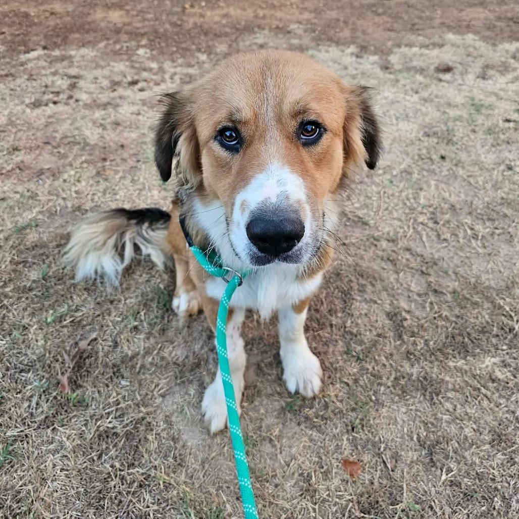 Enlarge Wilbur, a Adoptable mixed breed in Wadena, MN image 3/6