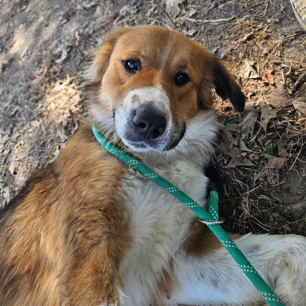 Enlarge Wilbur, a Adoptable mixed breed in Wadena, MN image 4/6