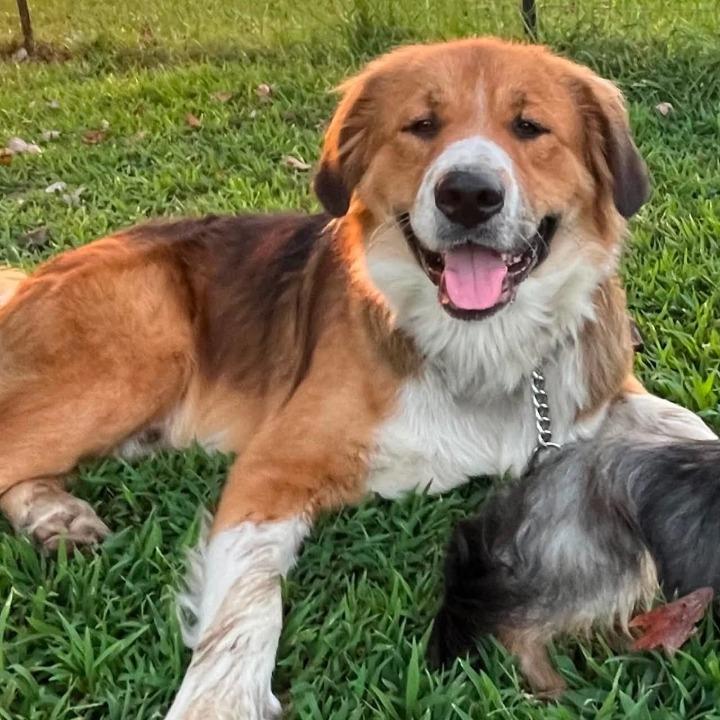 Enlarge Wilbur, a Adoptable mixed breed in Wadena, MN image 5/6