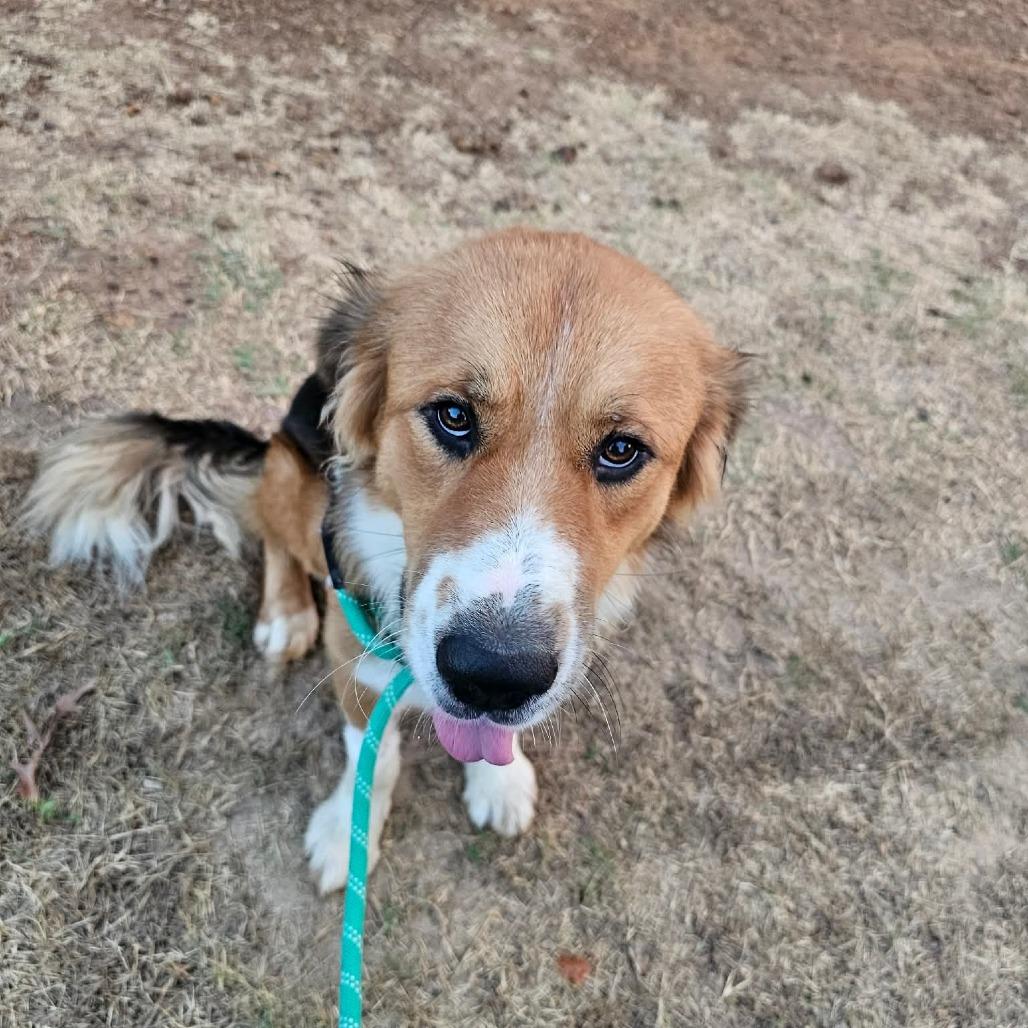 Enlarge Wilbur, a Adoptable mixed breed in Wadena, MN image 6/6