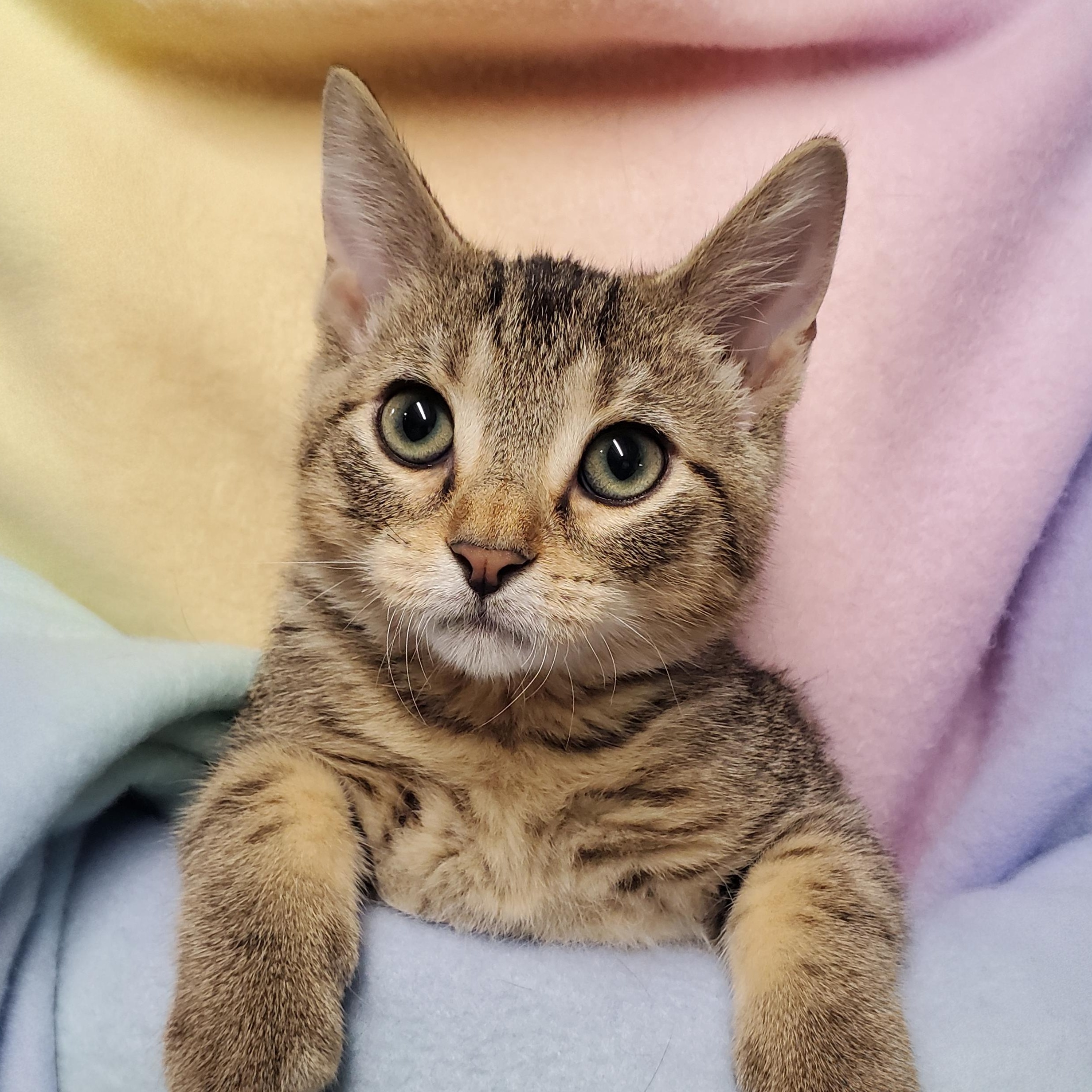 Bowie