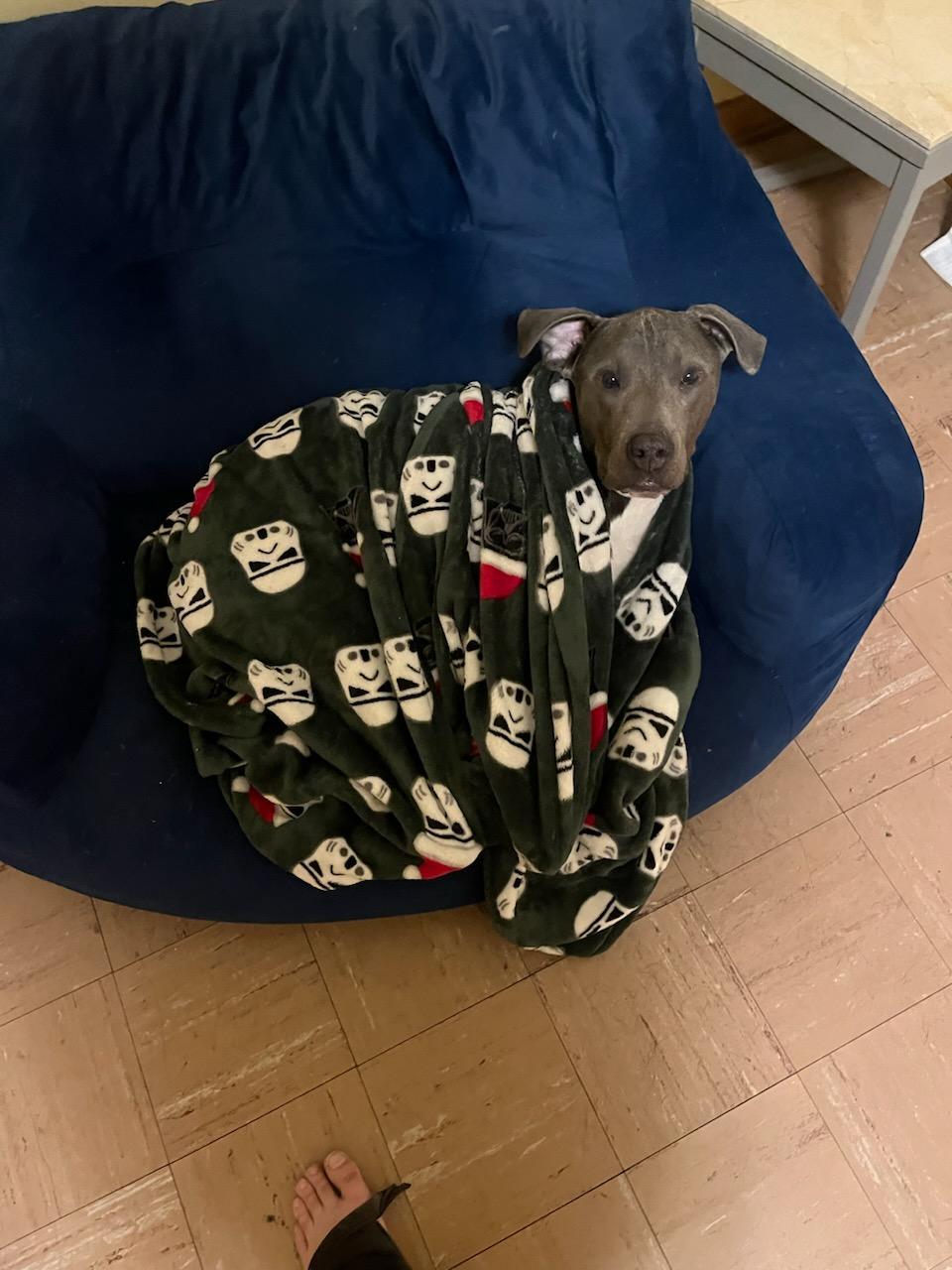 Mulroney thumbnail 4